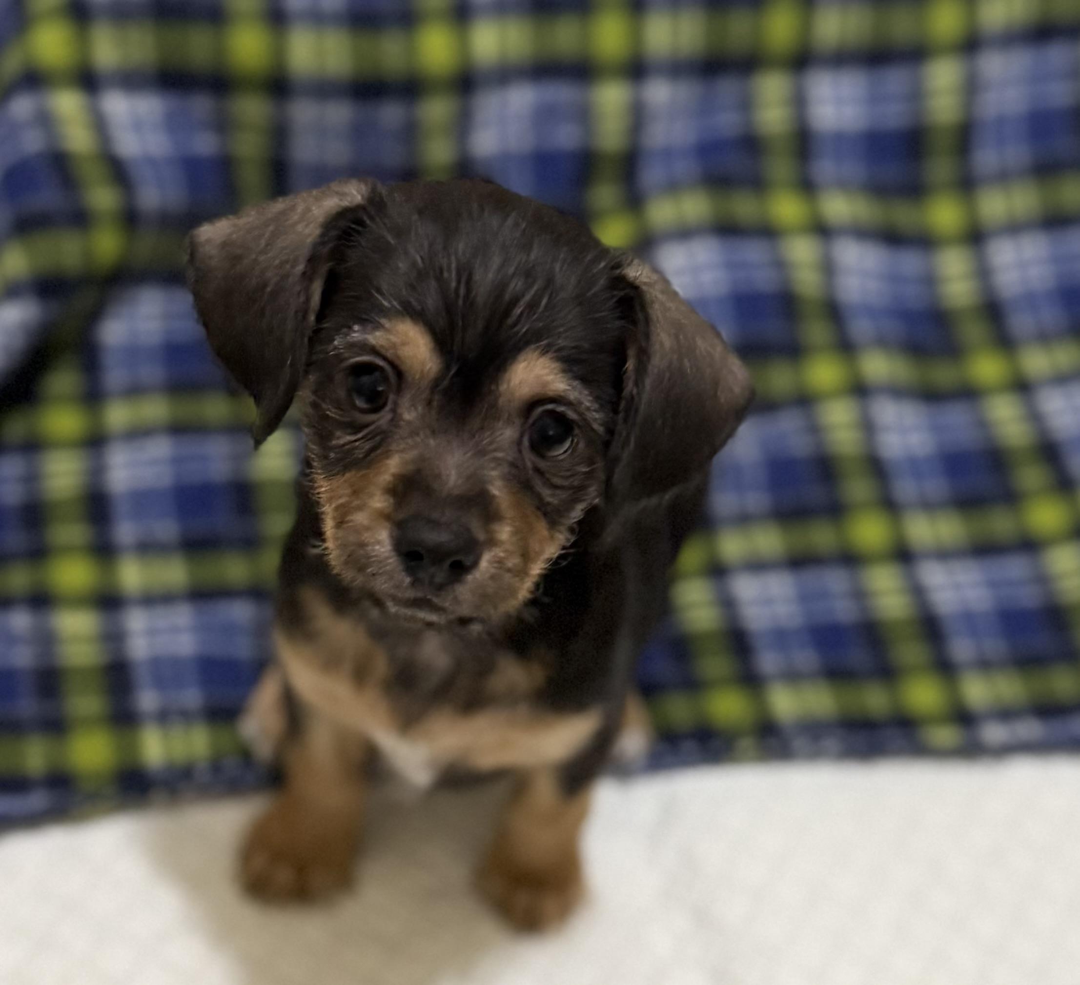 Enlarge Jelly, a Adopted mixed breed in Lebanon, NJ image 2/3