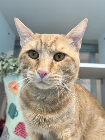 Blitzen (ID 49649/4272), ADOPTABLE, Adult Male Domestic Short Hair.