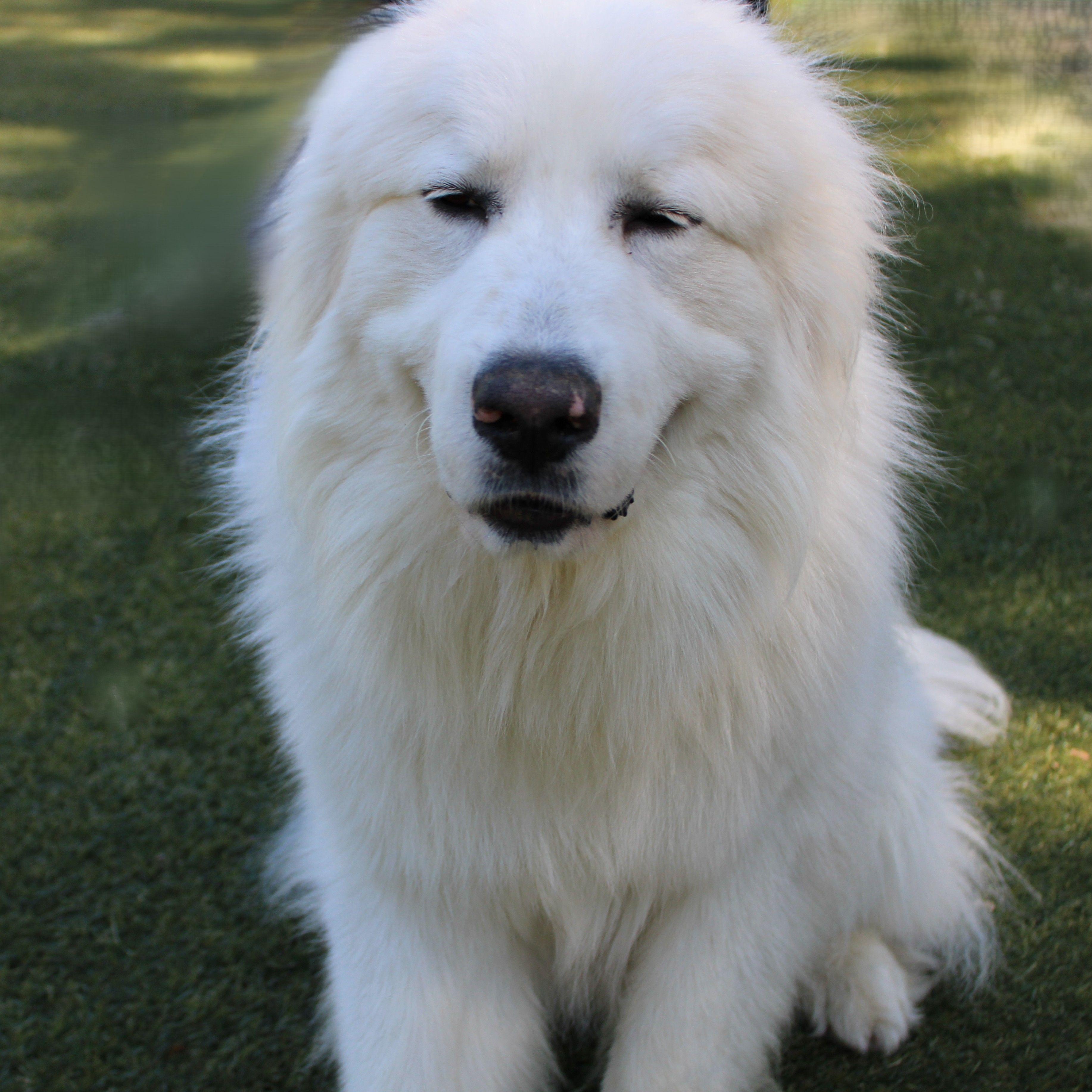 Enlarge Sir Reginald, a ADOPTABLE Great Pyrenees in Atlanta, GA image 2/6