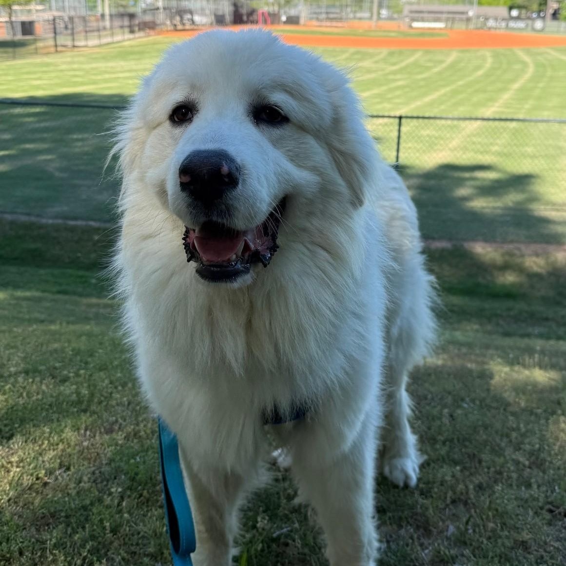 Enlarge Sir Reginald, a ADOPTABLE Great Pyrenees in Atlanta, GA image 3/6