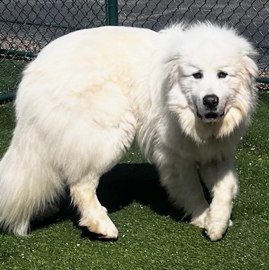 Enlarge Sir Reginald, a ADOPTABLE Great Pyrenees in Atlanta, GA image 5/6