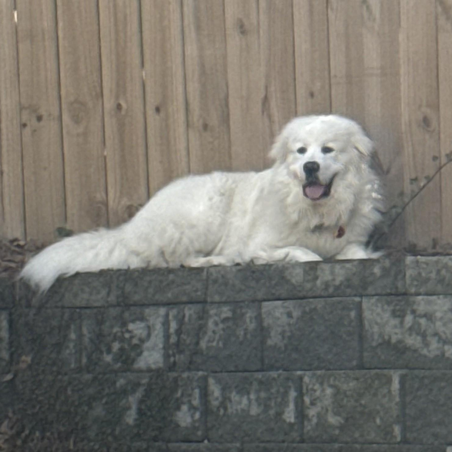 Enlarge Sir Reginald, a ADOPTABLE Great Pyrenees in Atlanta, GA image 4/6