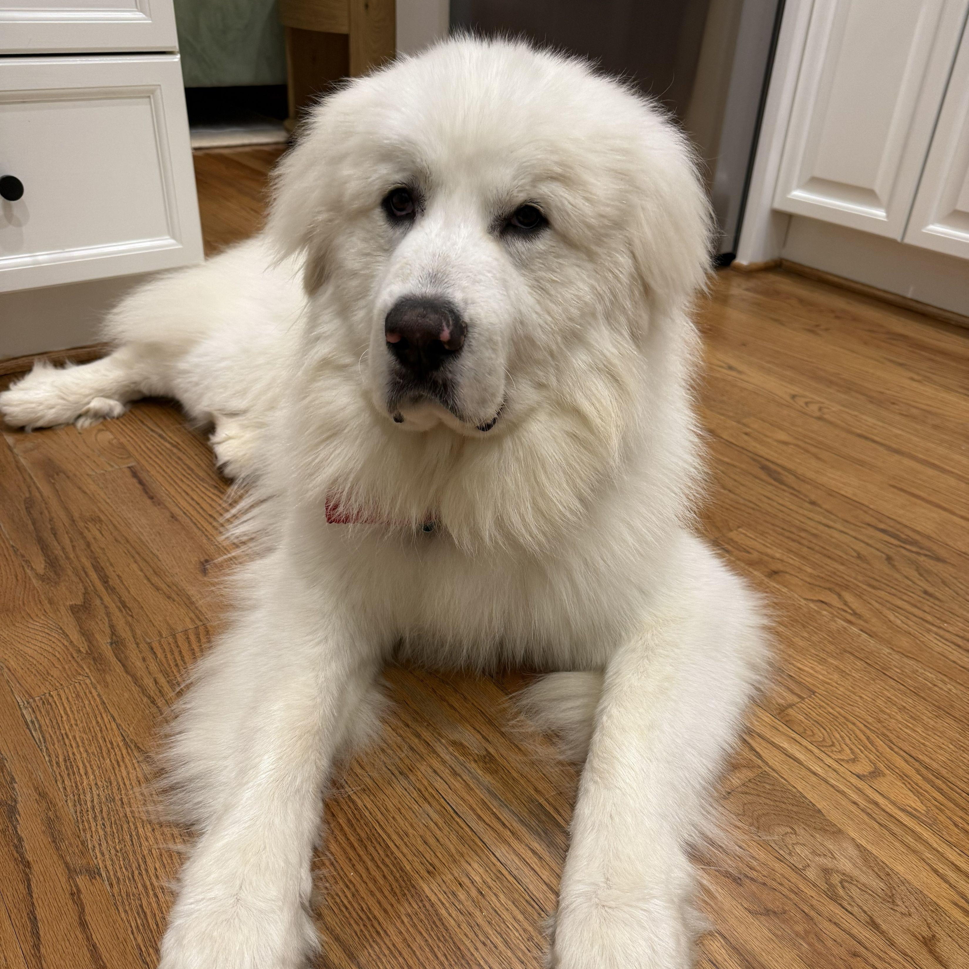 Enlarge Sir Reginald, a ADOPTABLE Great Pyrenees in Atlanta, GA image 3/6