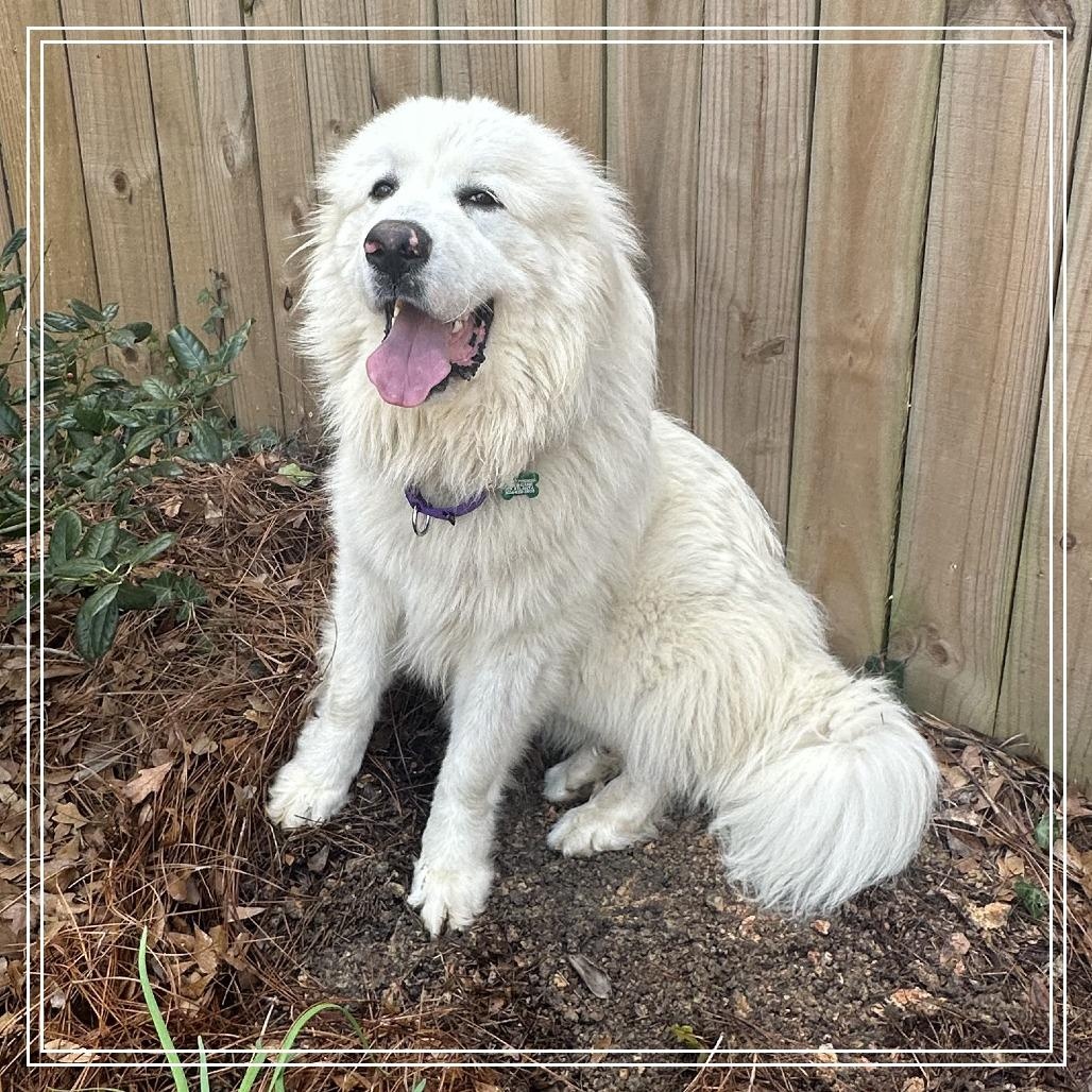 Enlarge Sir Reginald, a ADOPTABLE Great Pyrenees in Atlanta, GA image 1/6