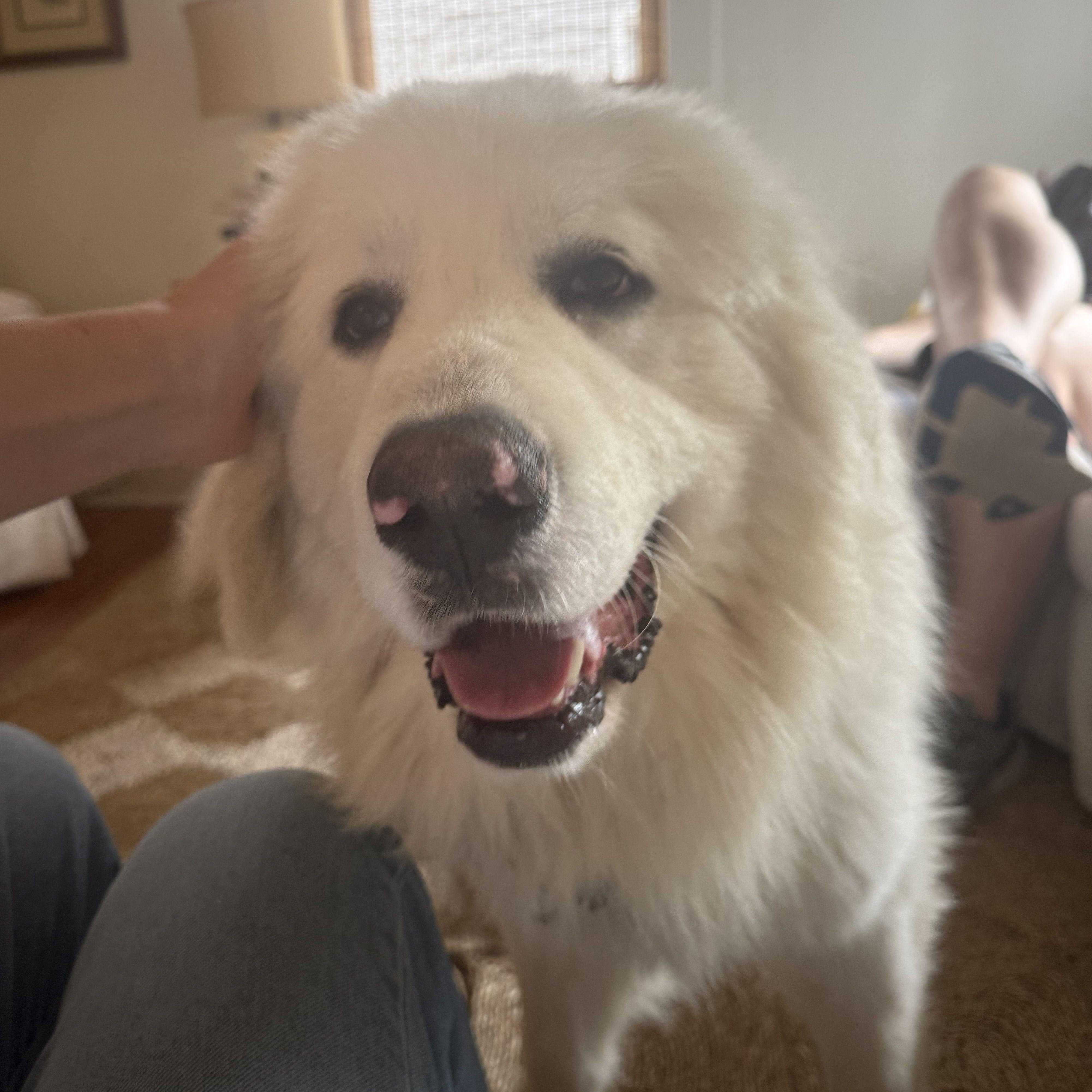 Enlarge Sir Reginald, a ADOPTABLE Great Pyrenees in Atlanta, GA image 2/6