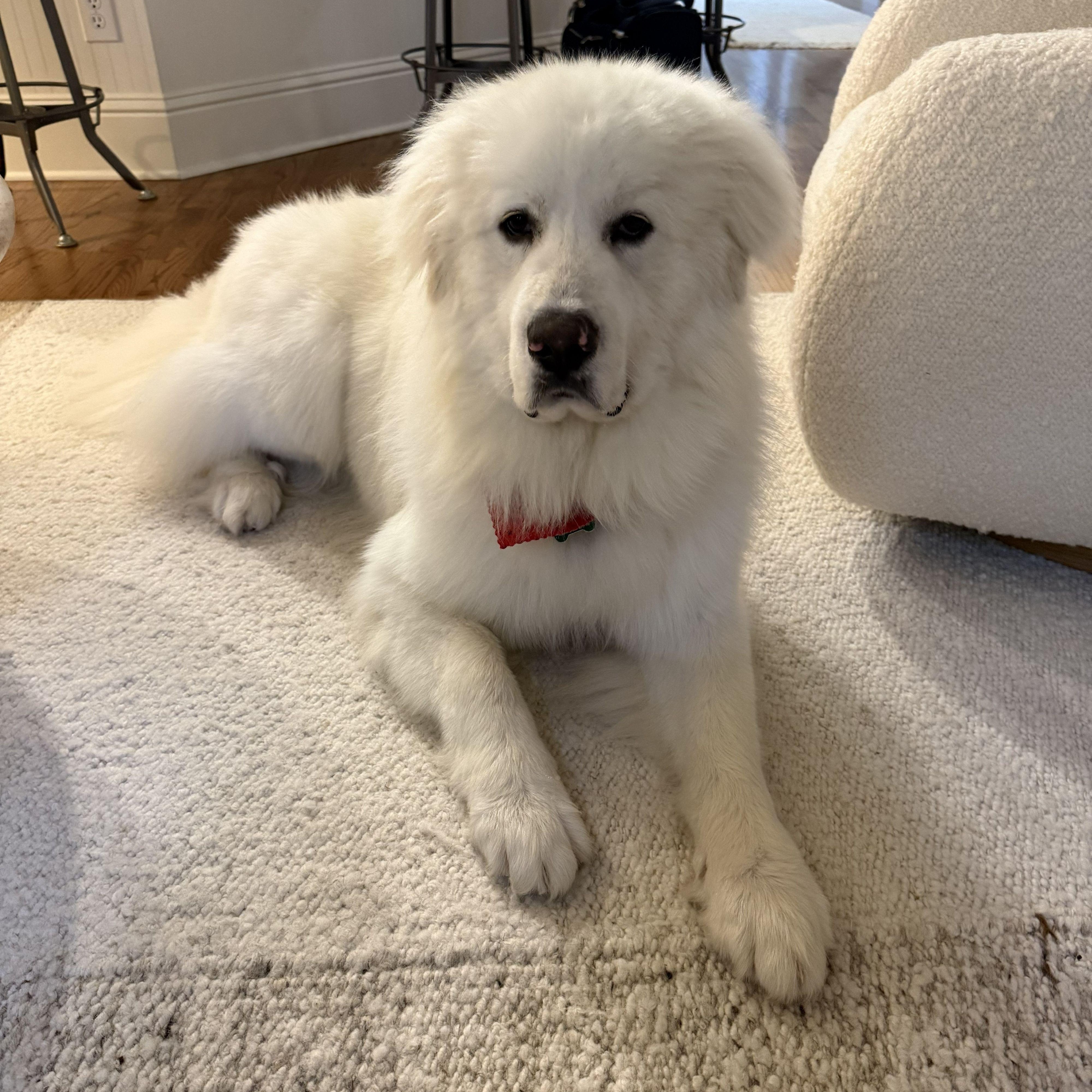 Sir Reginald, ADOPTABLE, Adult Male Great Pyrenees.