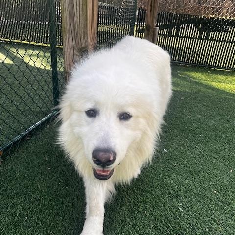 Enlarge Sir Reginald, a ADOPTABLE Great Pyrenees in Atlanta, GA image 6/6