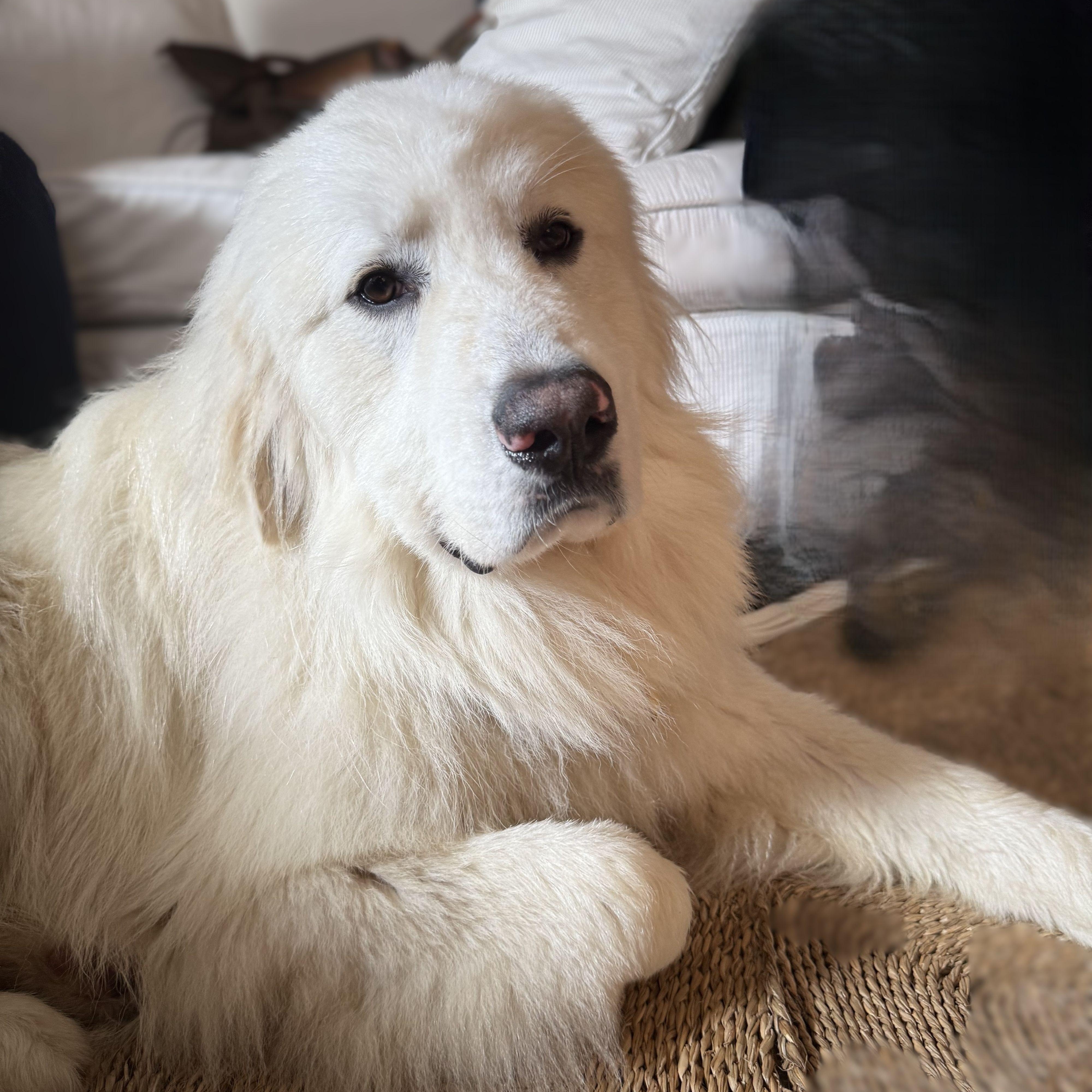 Enlarge Sir Reginald, a ADOPTABLE Great Pyrenees in Atlanta, GA image 3/6
