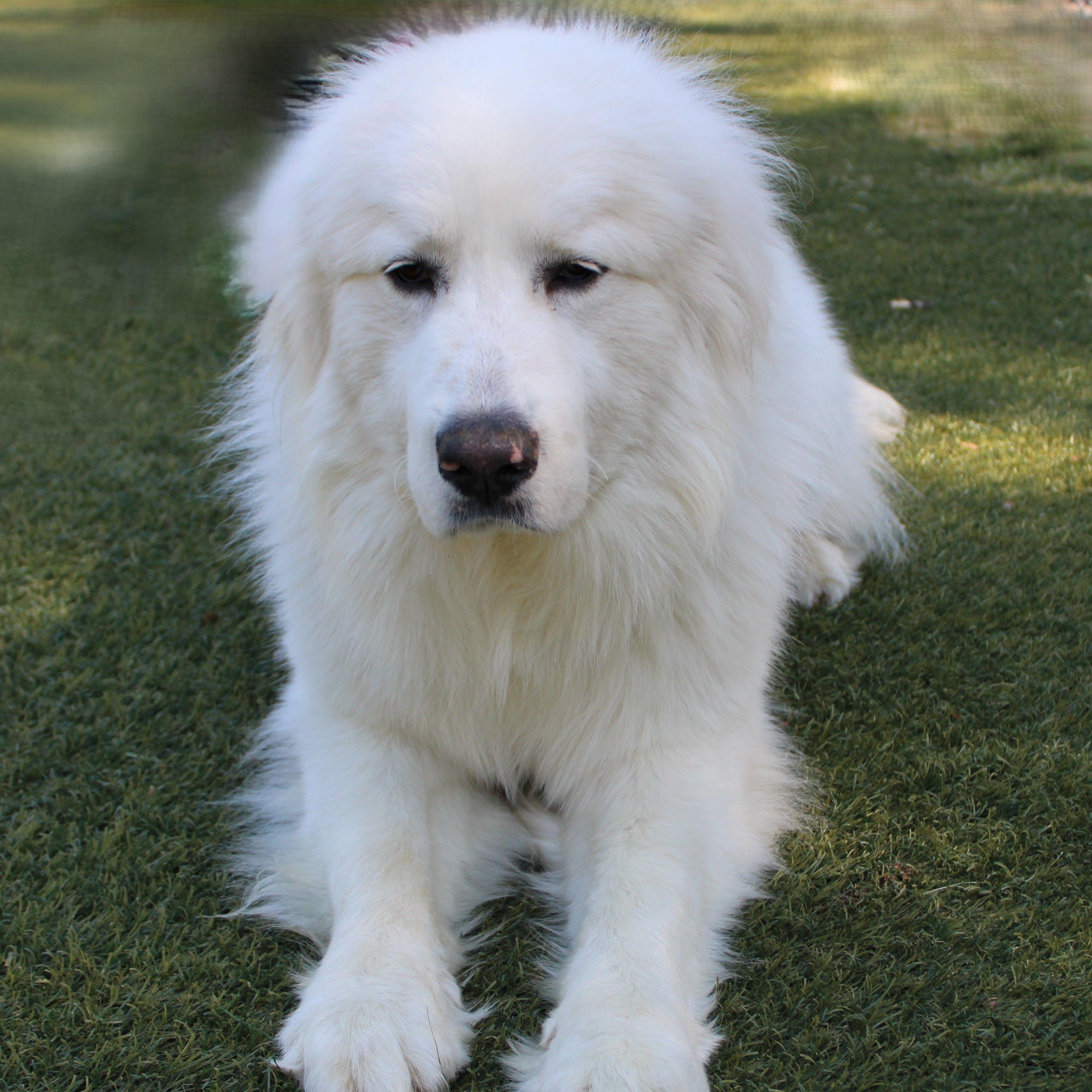 Enlarge Sir Reginald, a ADOPTABLE Great Pyrenees in Atlanta, GA image 4/6