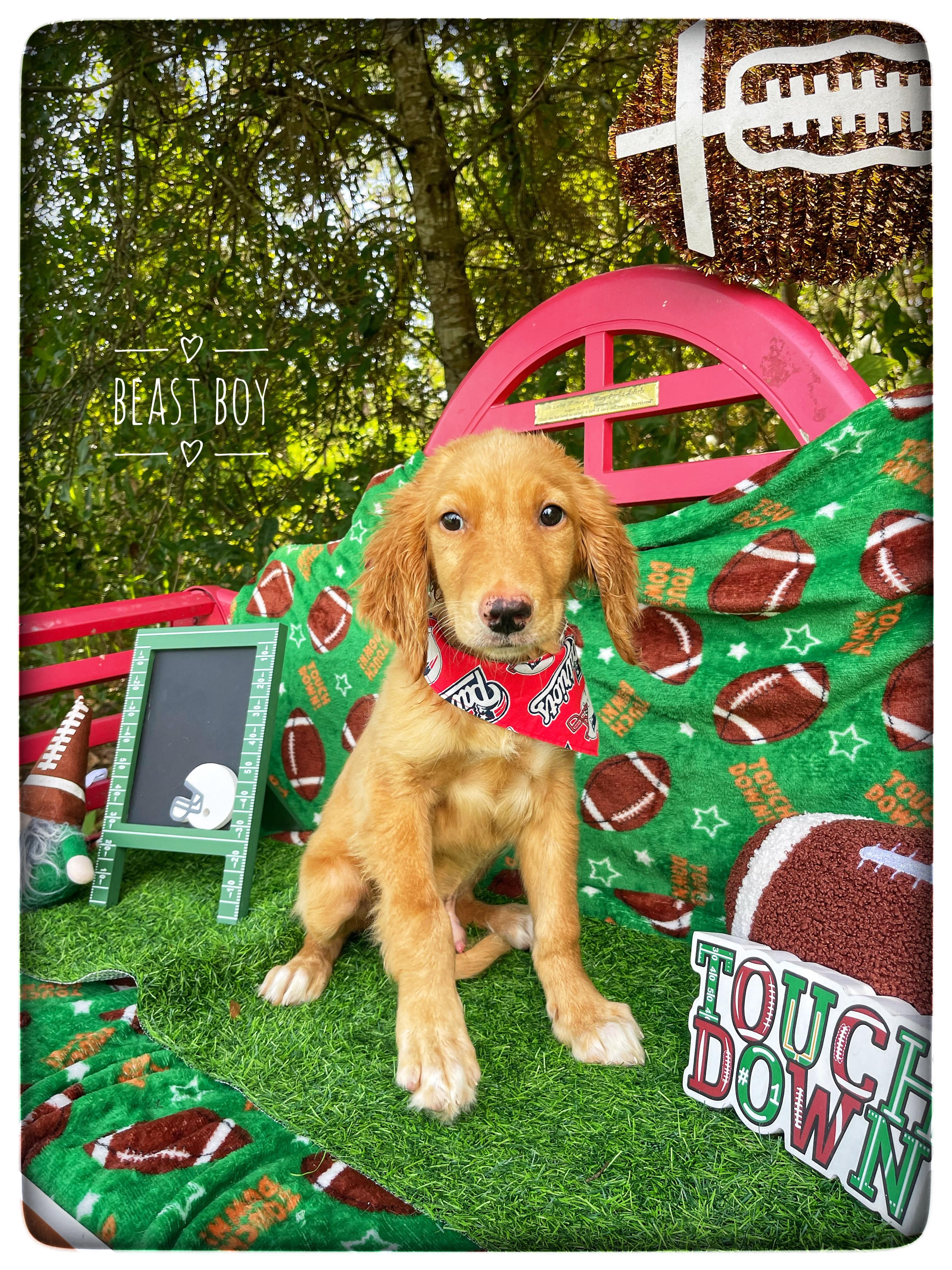 Beast Boy, adopted, Puppy Male Golden Retriever.