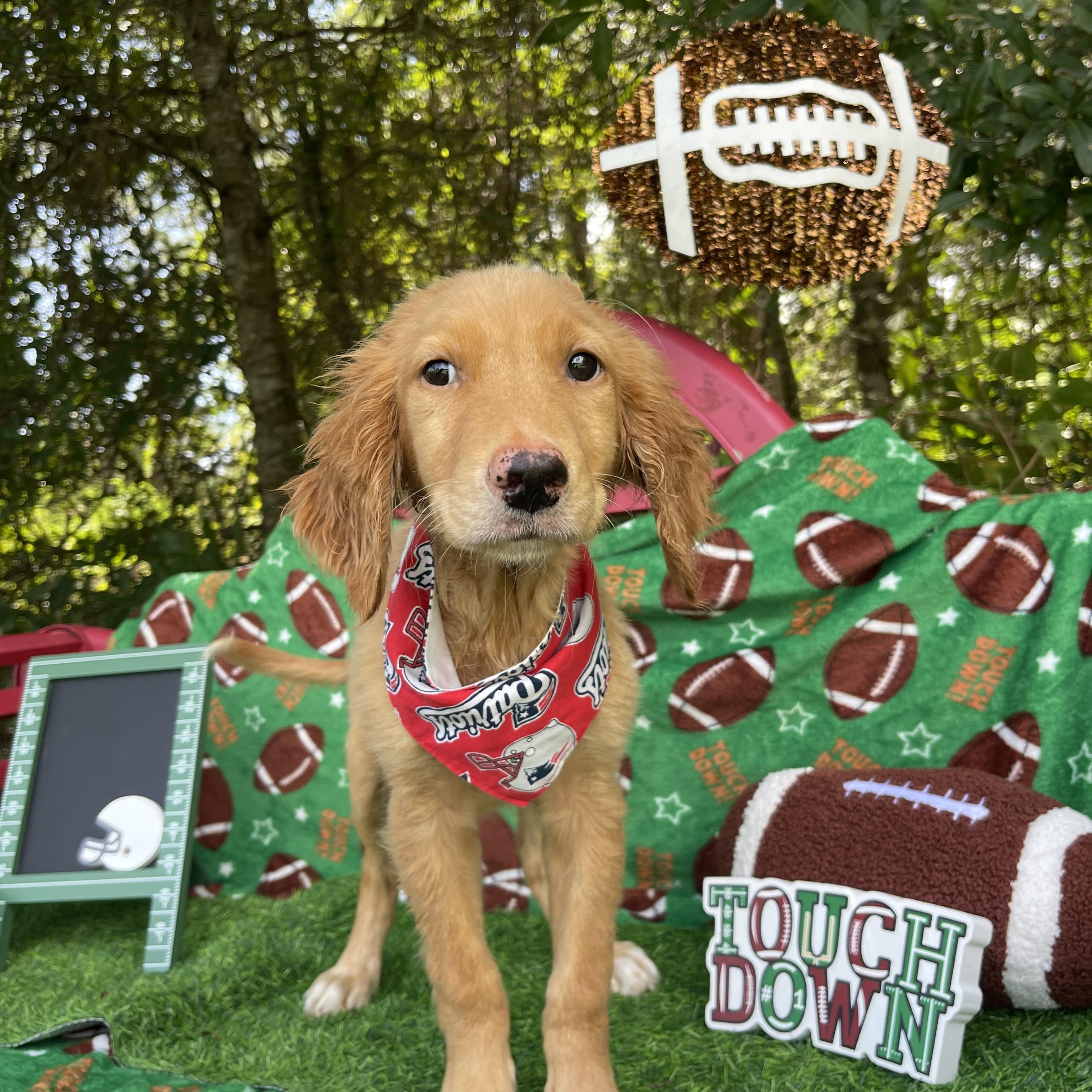 Enlarge Beast Boy, an adopted Golden Retriever in Sebring, FL image 4/5