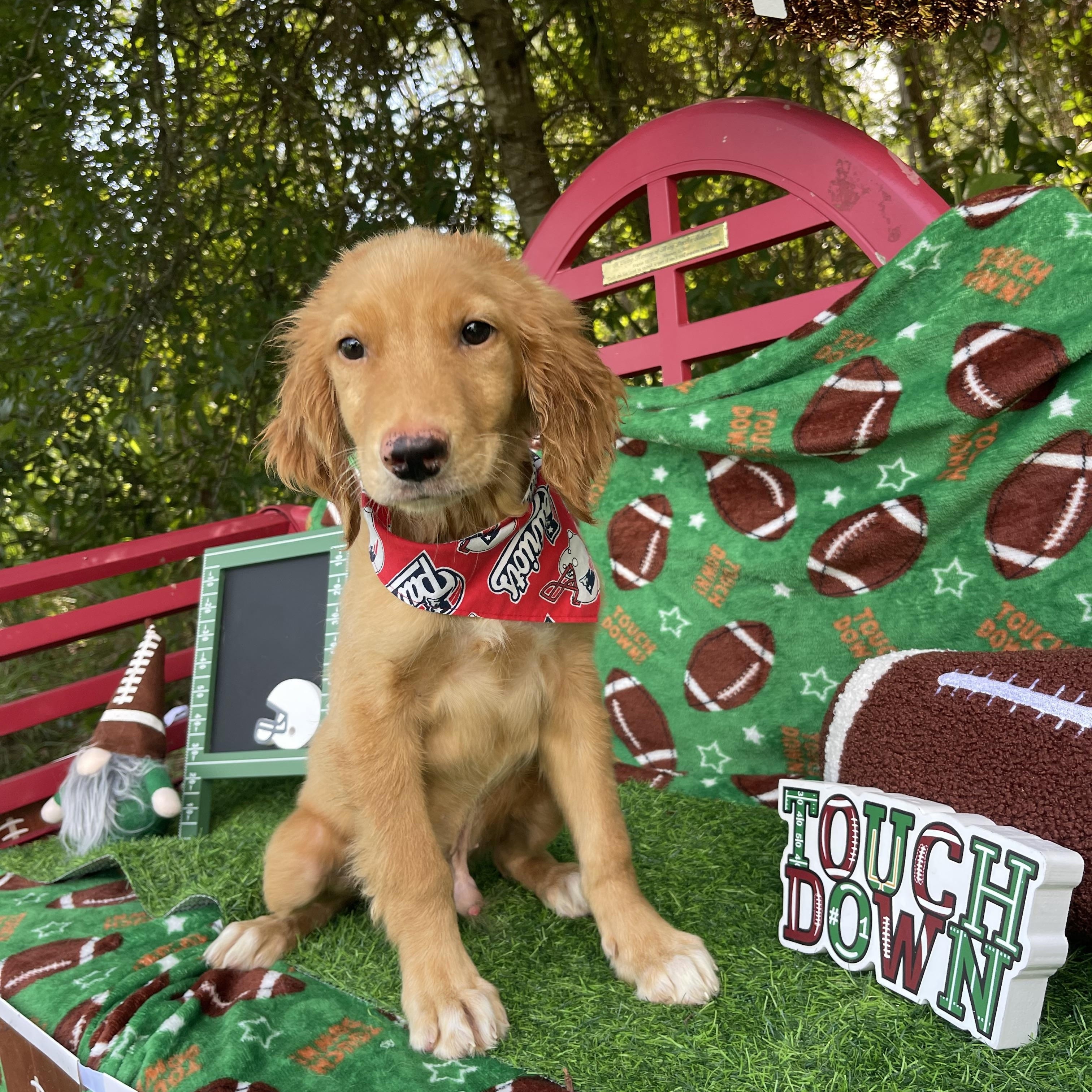 Enlarge Beast Boy, an adopted Golden Retriever in Sebring, FL image 5/5