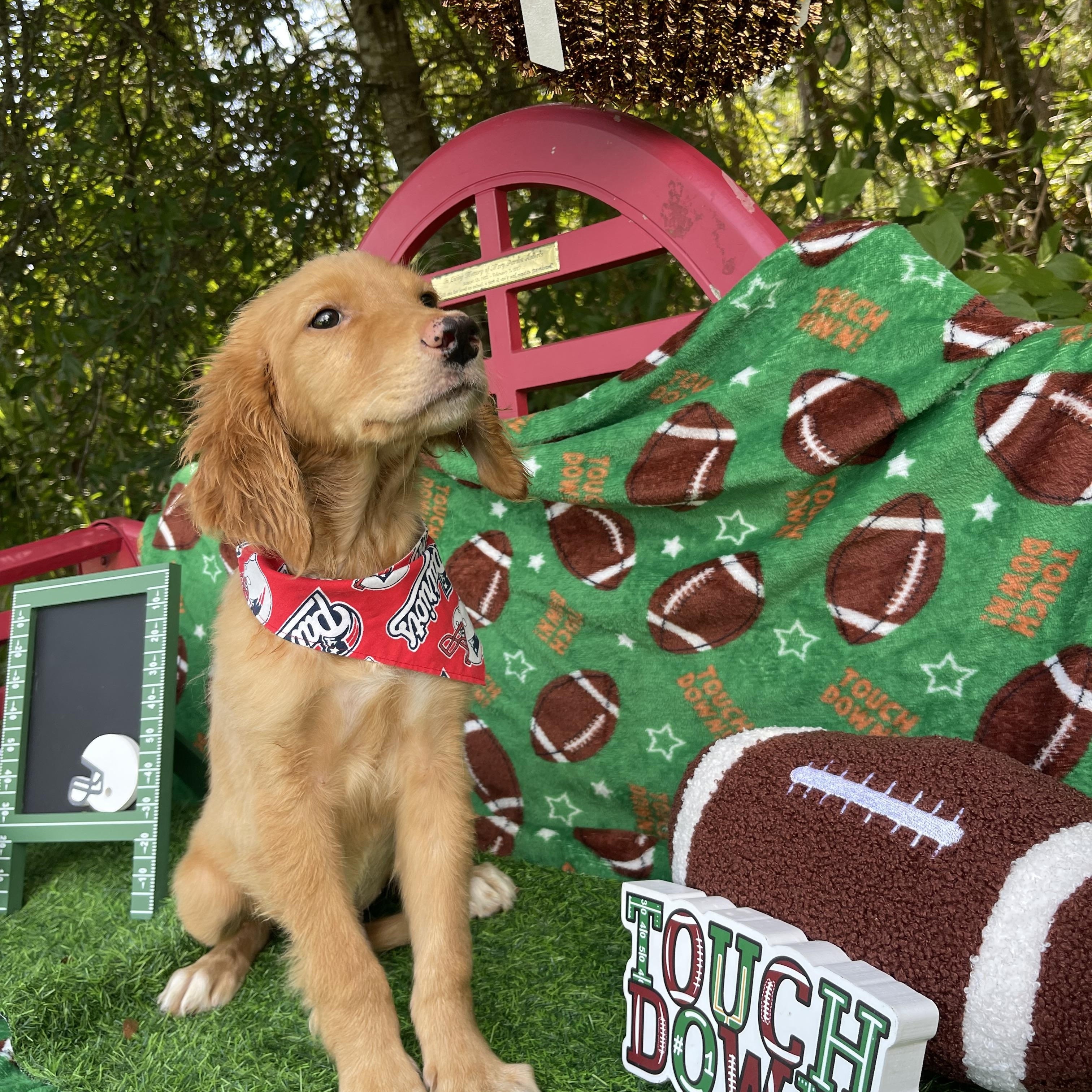 Enlarge Beast Boy, an adopted Golden Retriever in Sebring, FL image 2/5