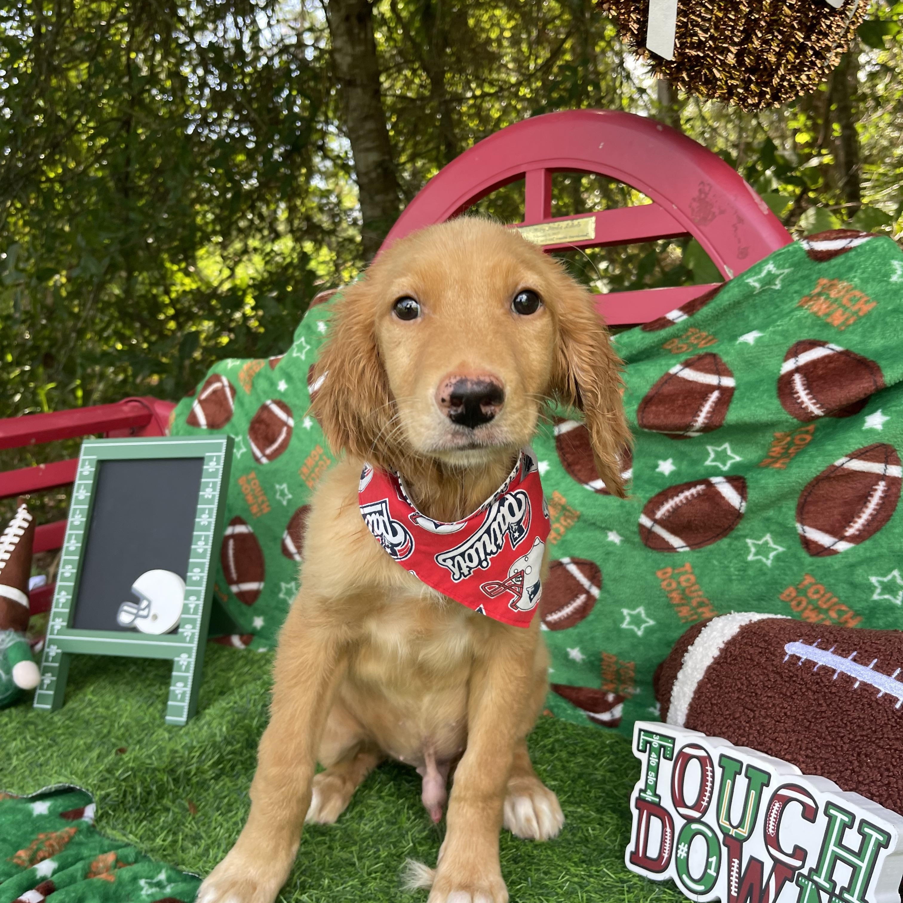 Enlarge Beast Boy, an adopted Golden Retriever in Sebring, FL image 3/5