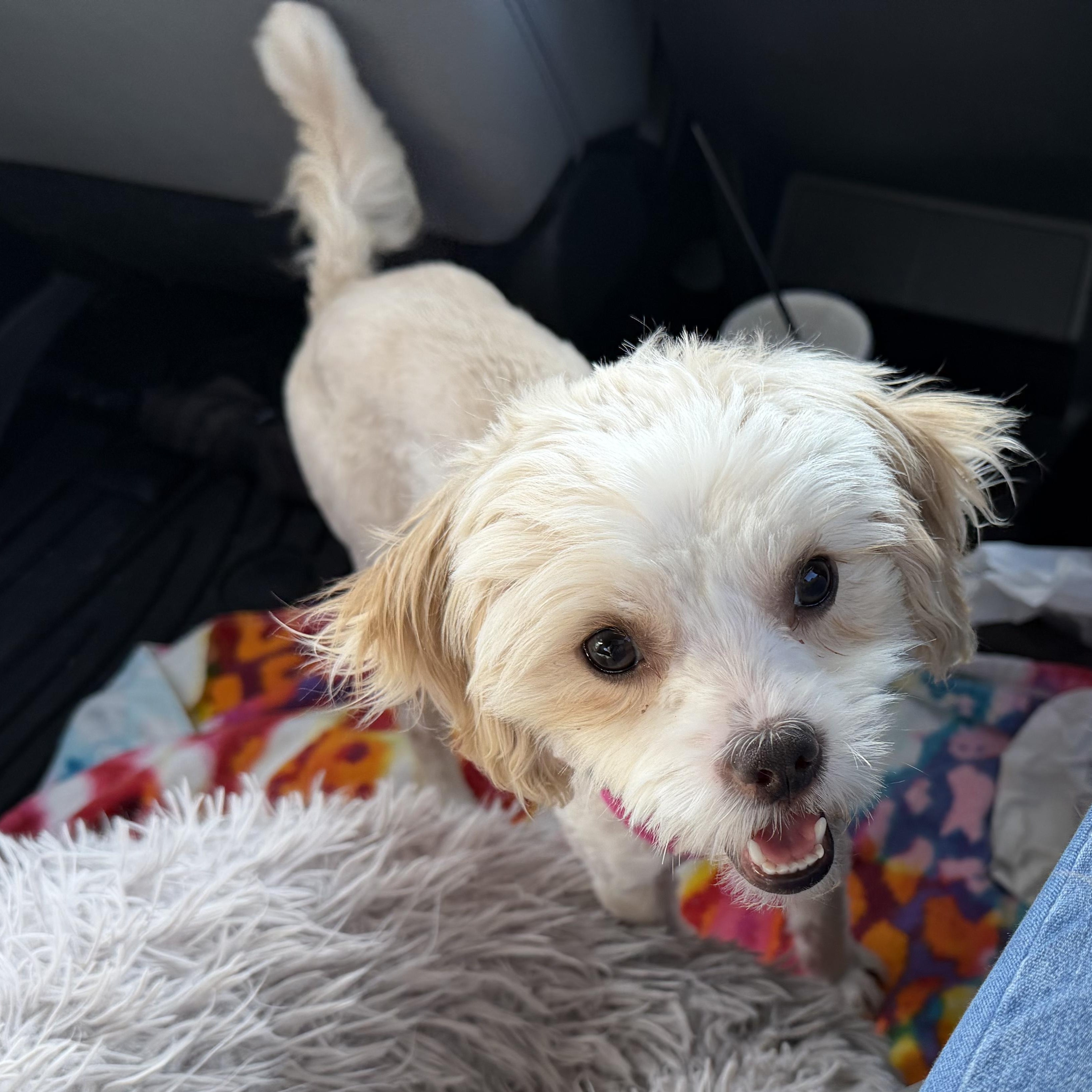 Enlarge Kandace Turnder, a Adoptable Shih poo in Plano, TX image 2/2