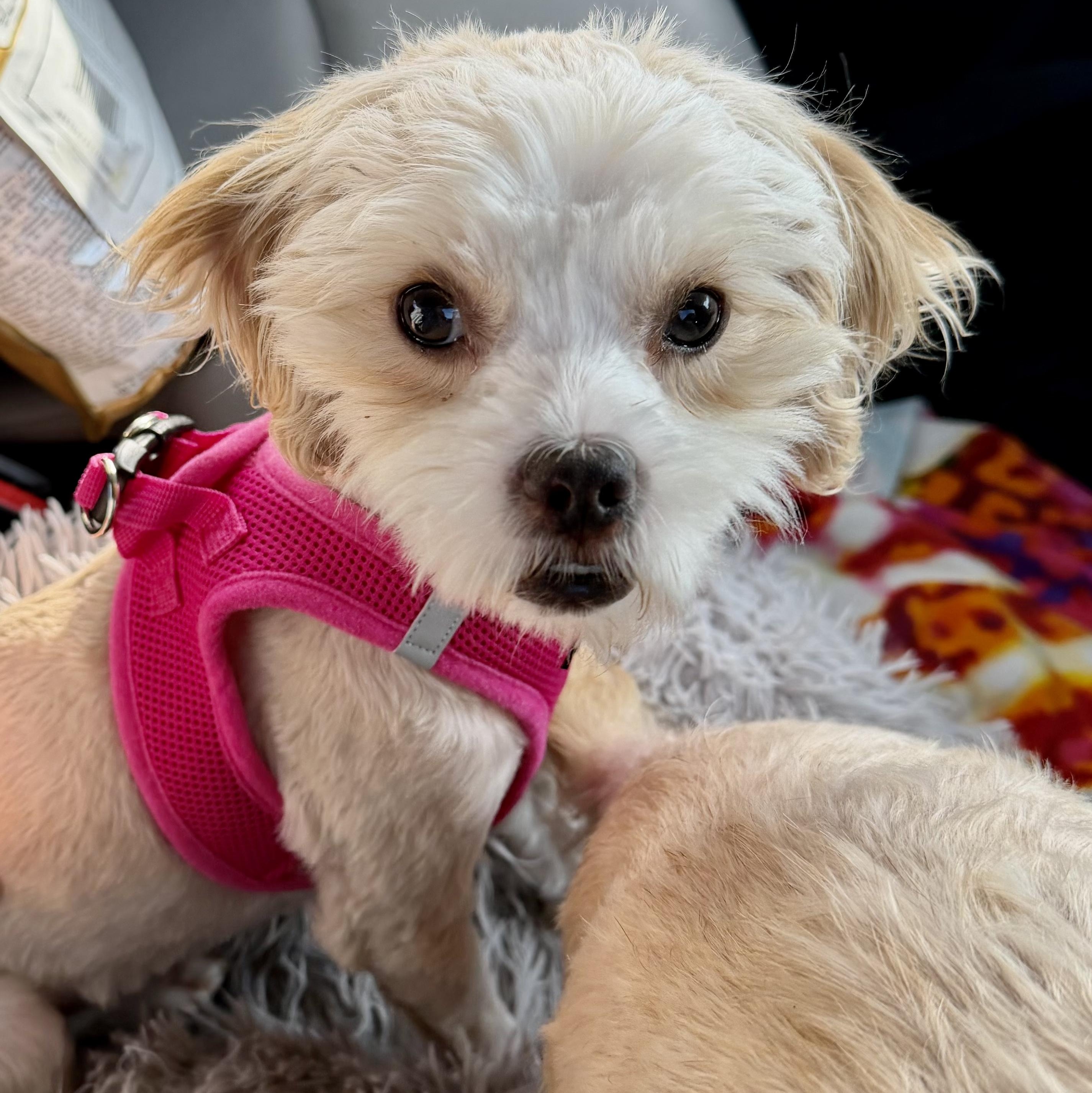 Kandace Turnder, Adoptable, Puppy Female Shih poo.