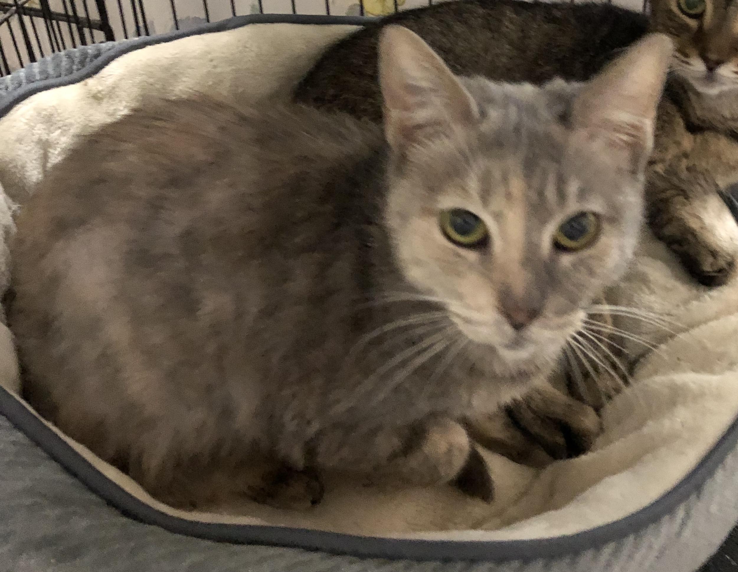 Ina, Adoptable, Senior Female Domestic Short Hair.