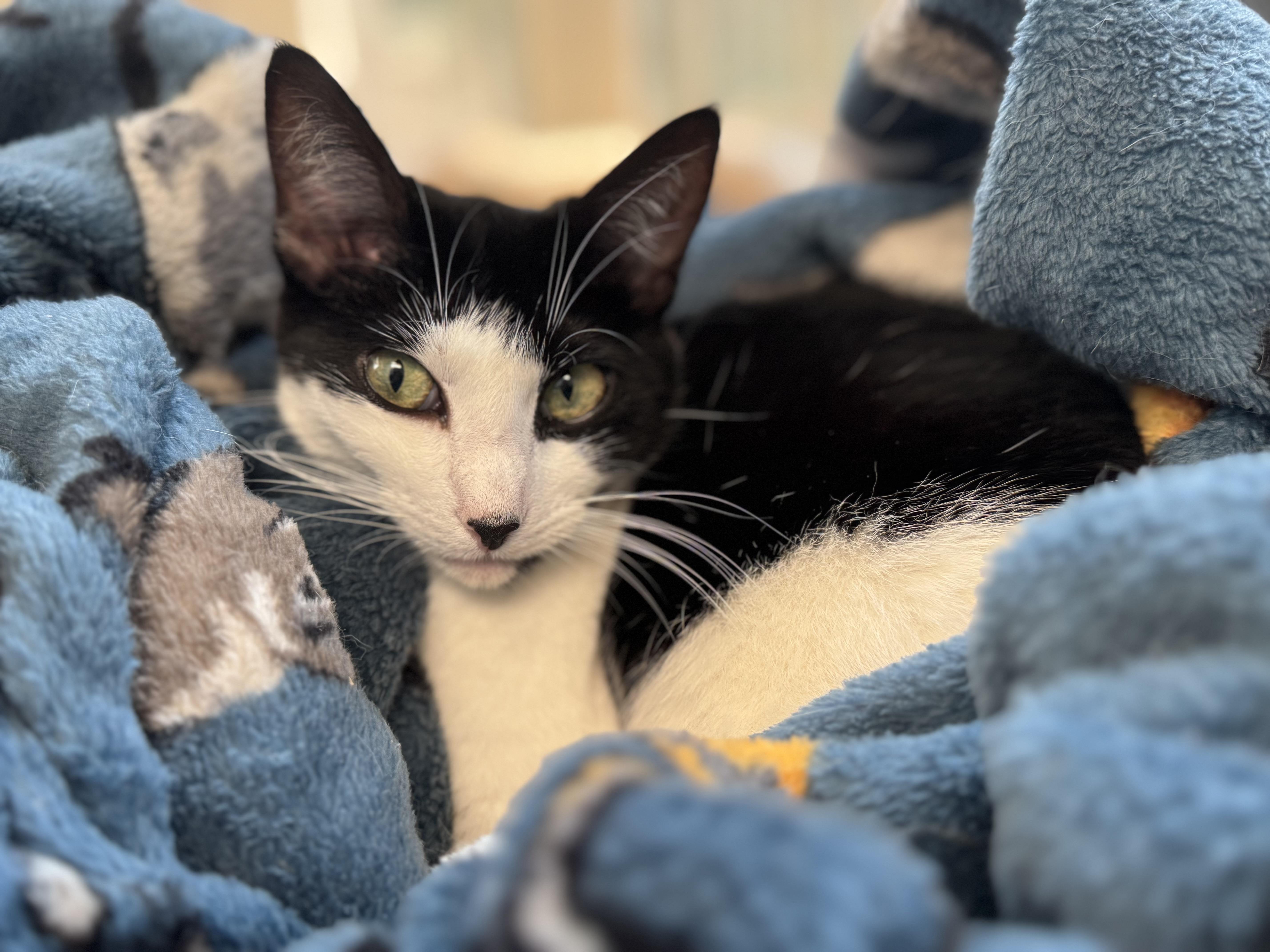 Makamae - Athens, GA, Adoptable, Adult Female Domestic Short Hair & Tuxedo.