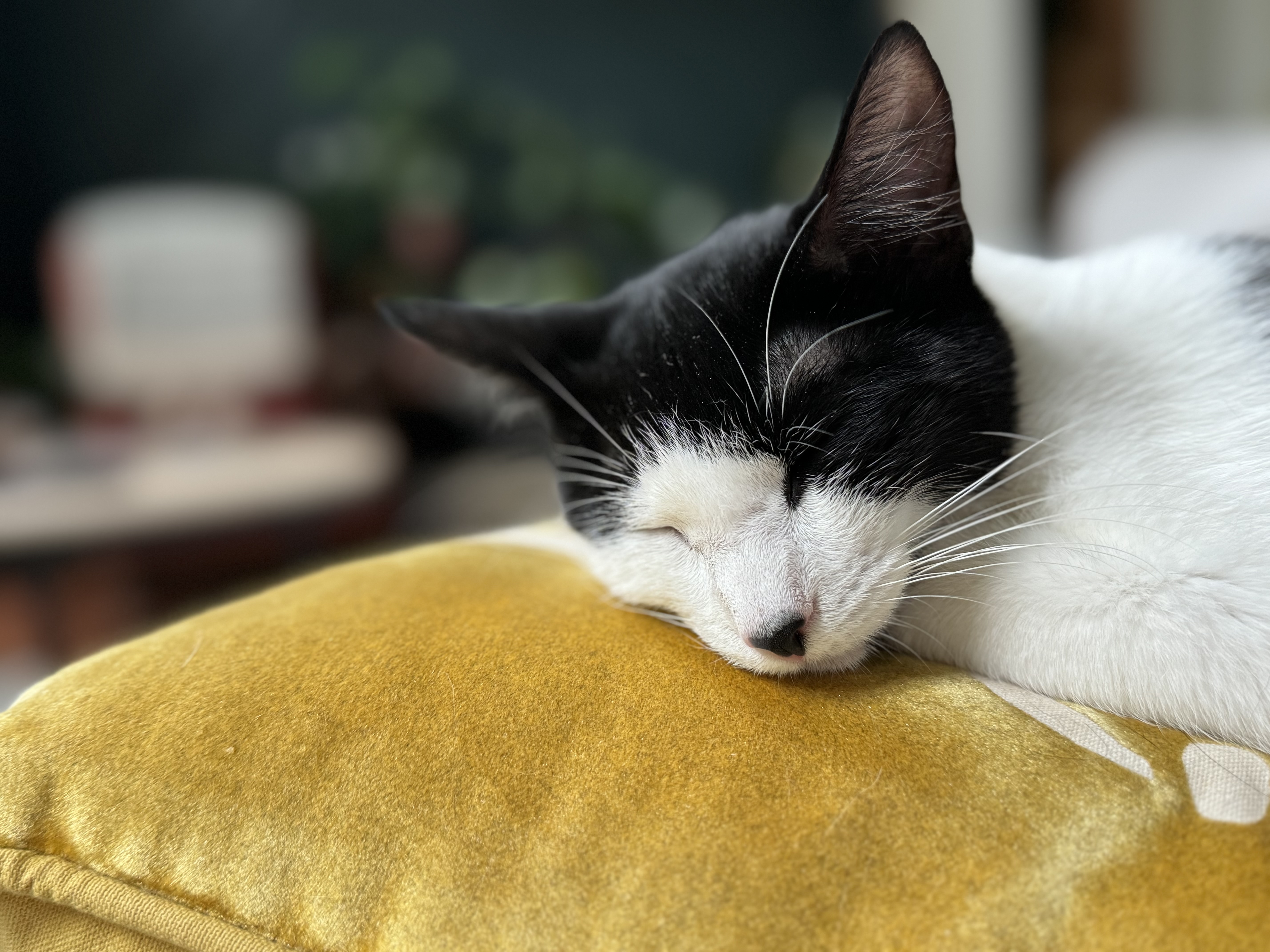 Makamae - Athens, GA, a Adoptable mixed breed in Athens, GA image 6/6