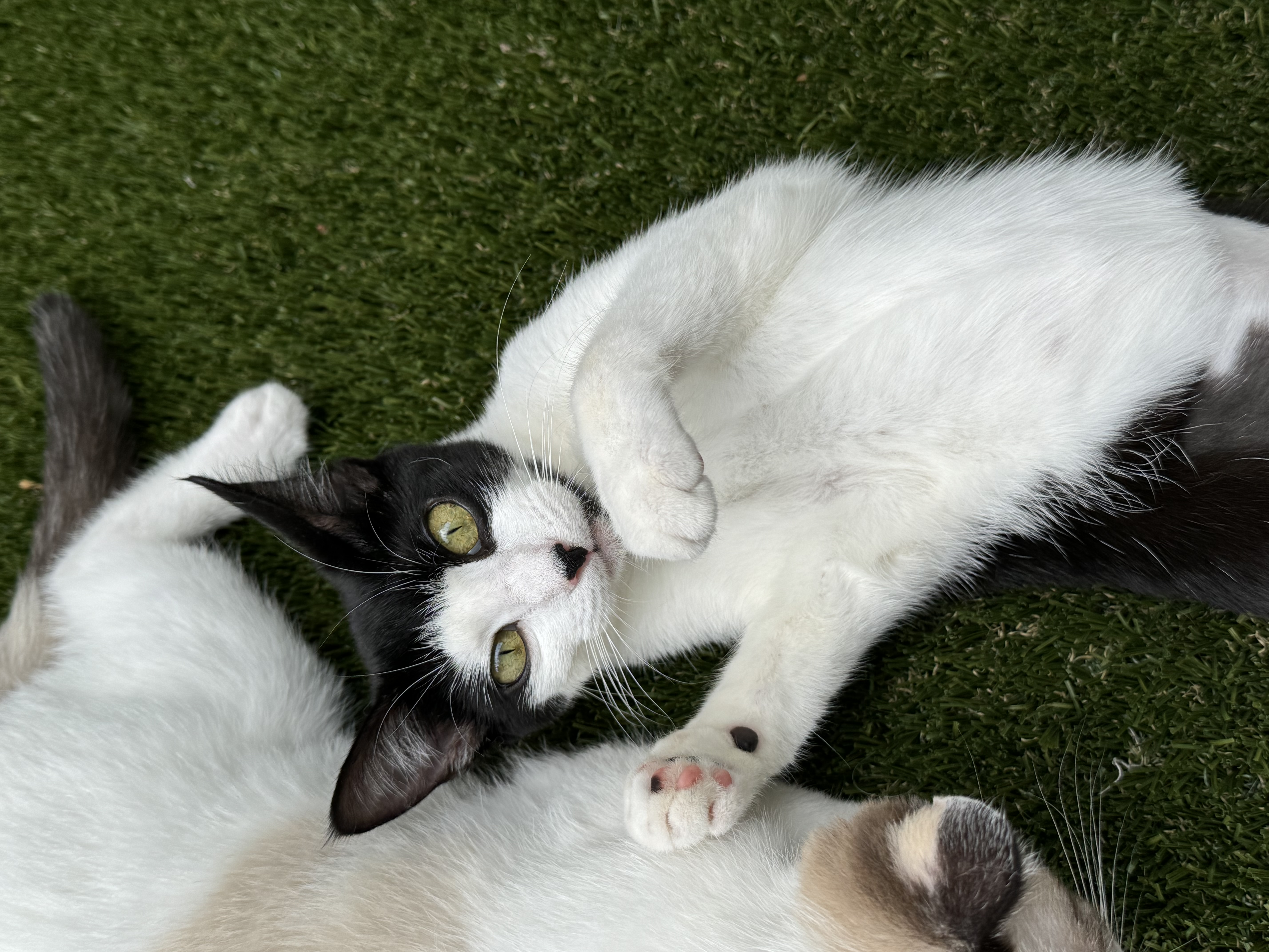 Makamae - Athens, GA, Adoptable, Adult Female Domestic Short Hair & Tuxedo.