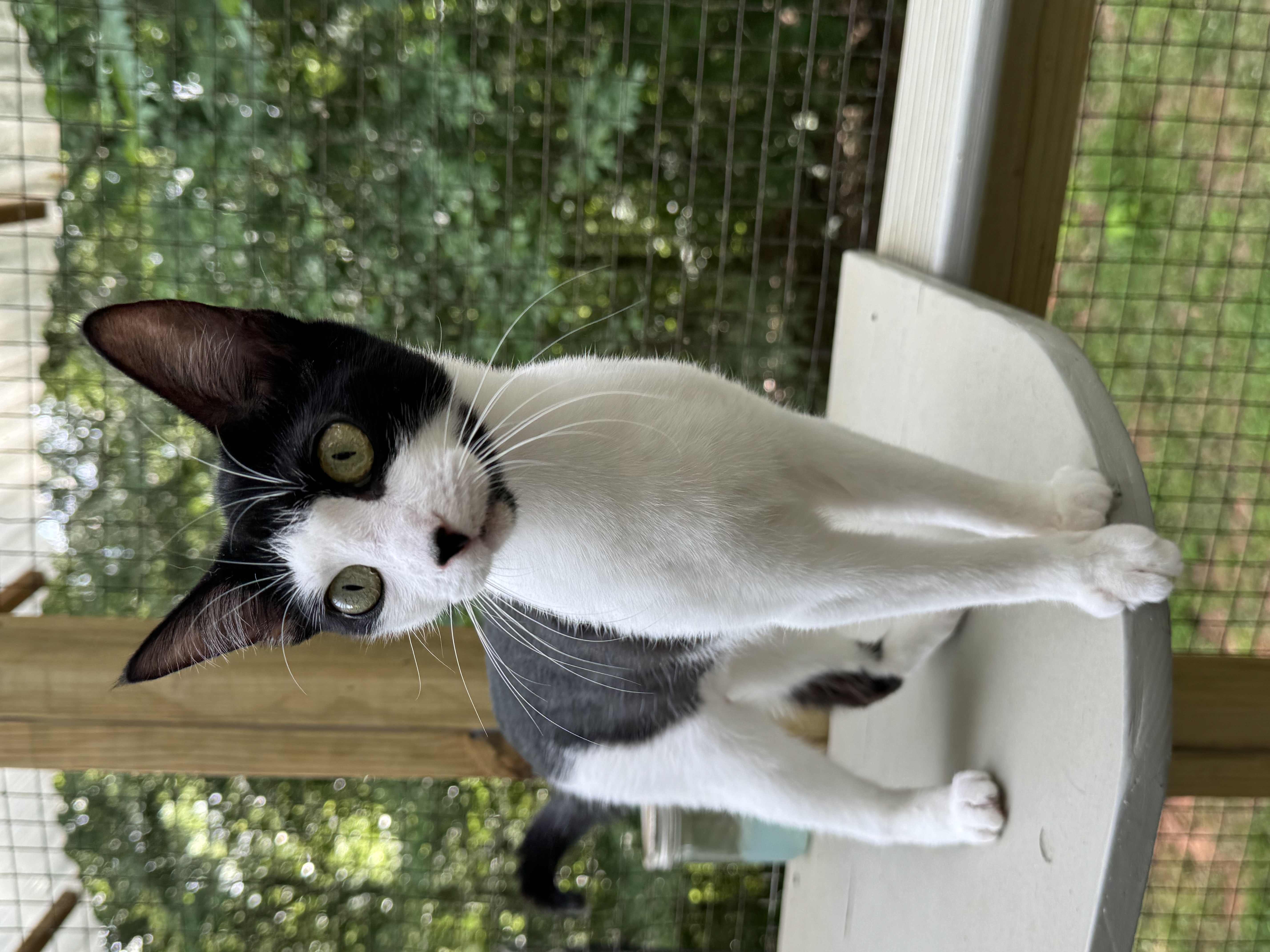 Makamae - Athens, GA, Adoptable, Adult Female Domestic Short Hair & Tuxedo.