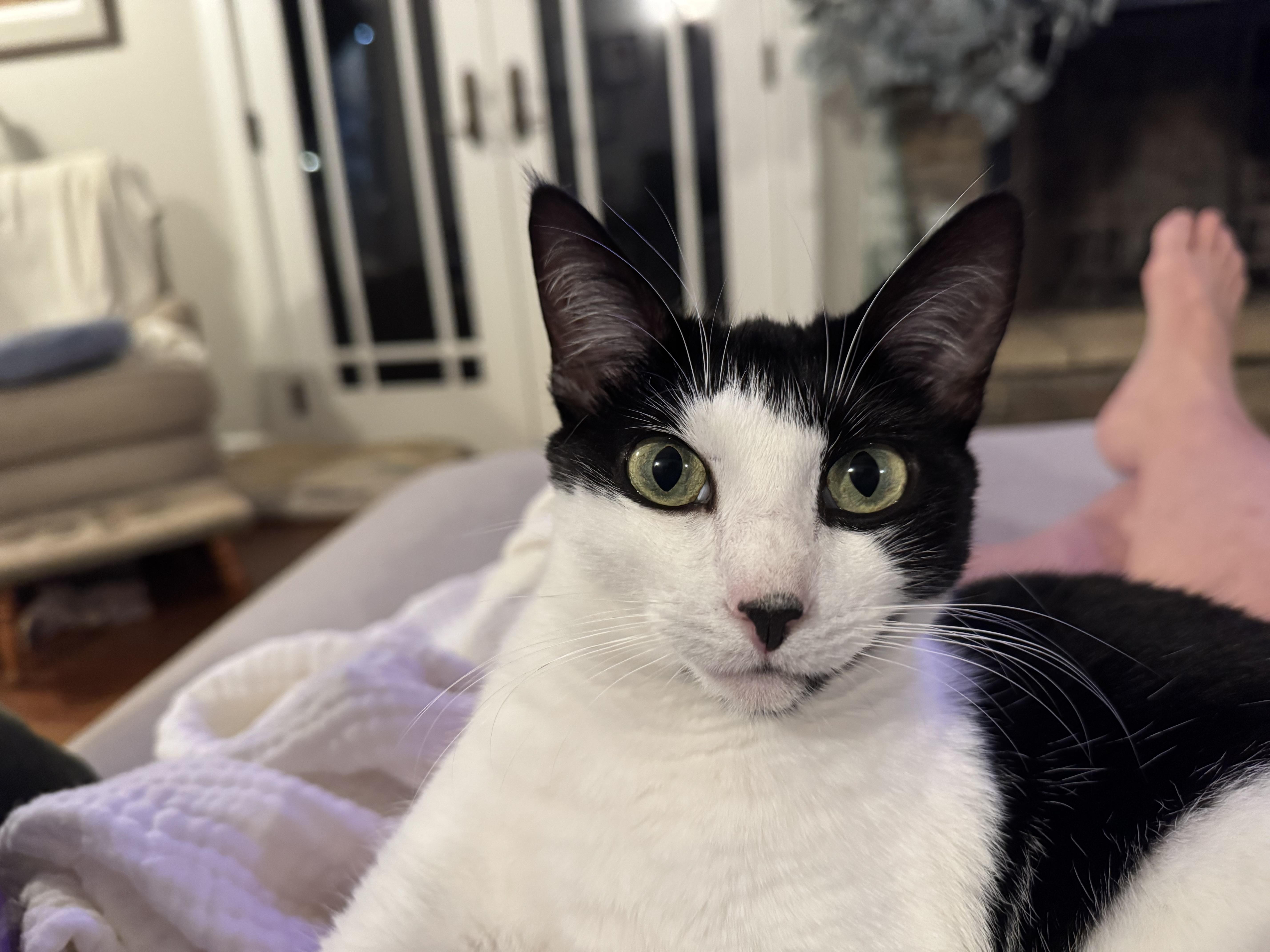 Makamae - Athens, GA, a Adoptable mixed breed in Athens, GA image 3/6