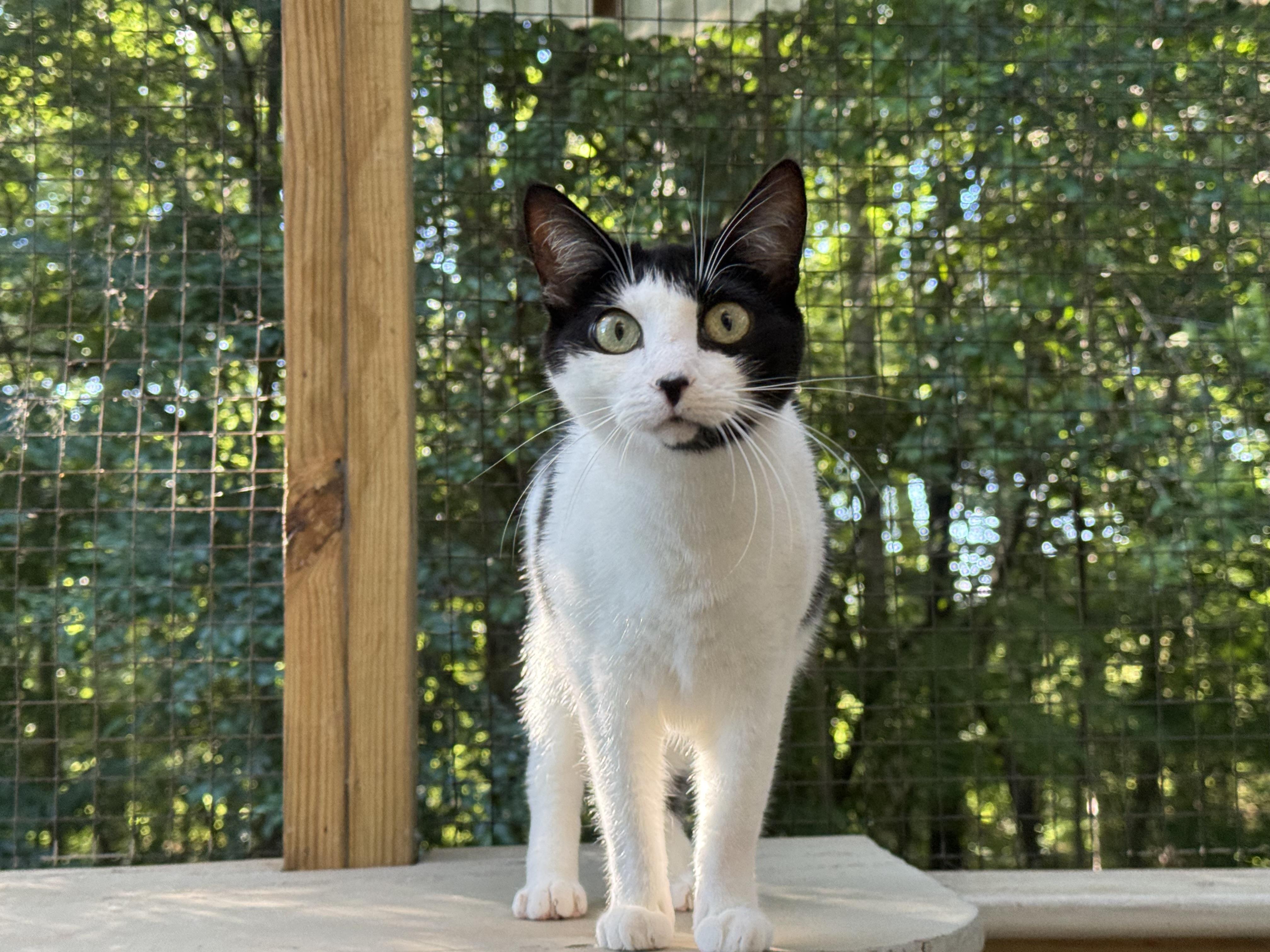 Makamae - Athens, GA, a Adoptable mixed breed in Athens, GA image 6/6