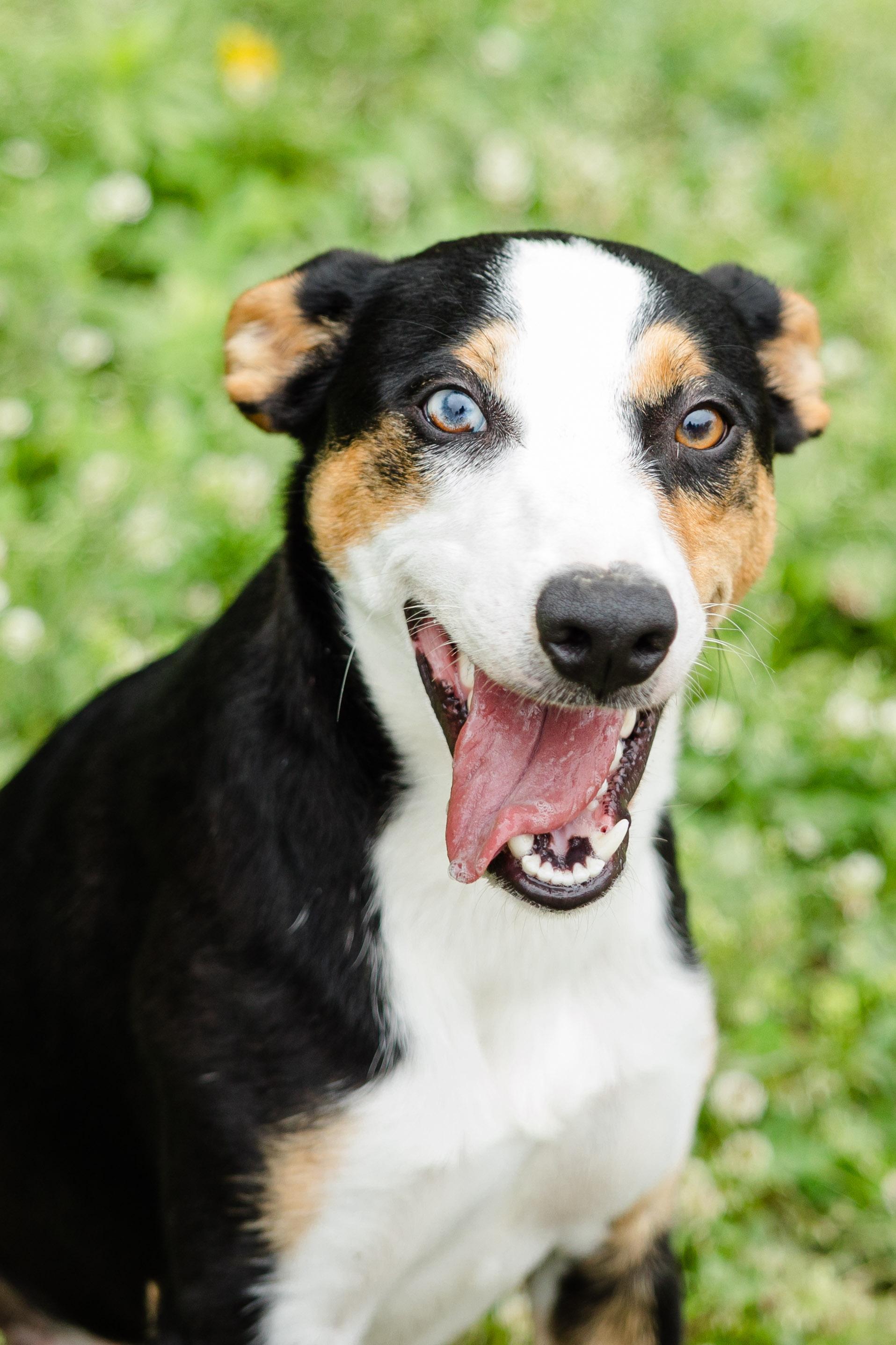 Chewy, an adopted mixed breed in Newburgh, IN image 2/3