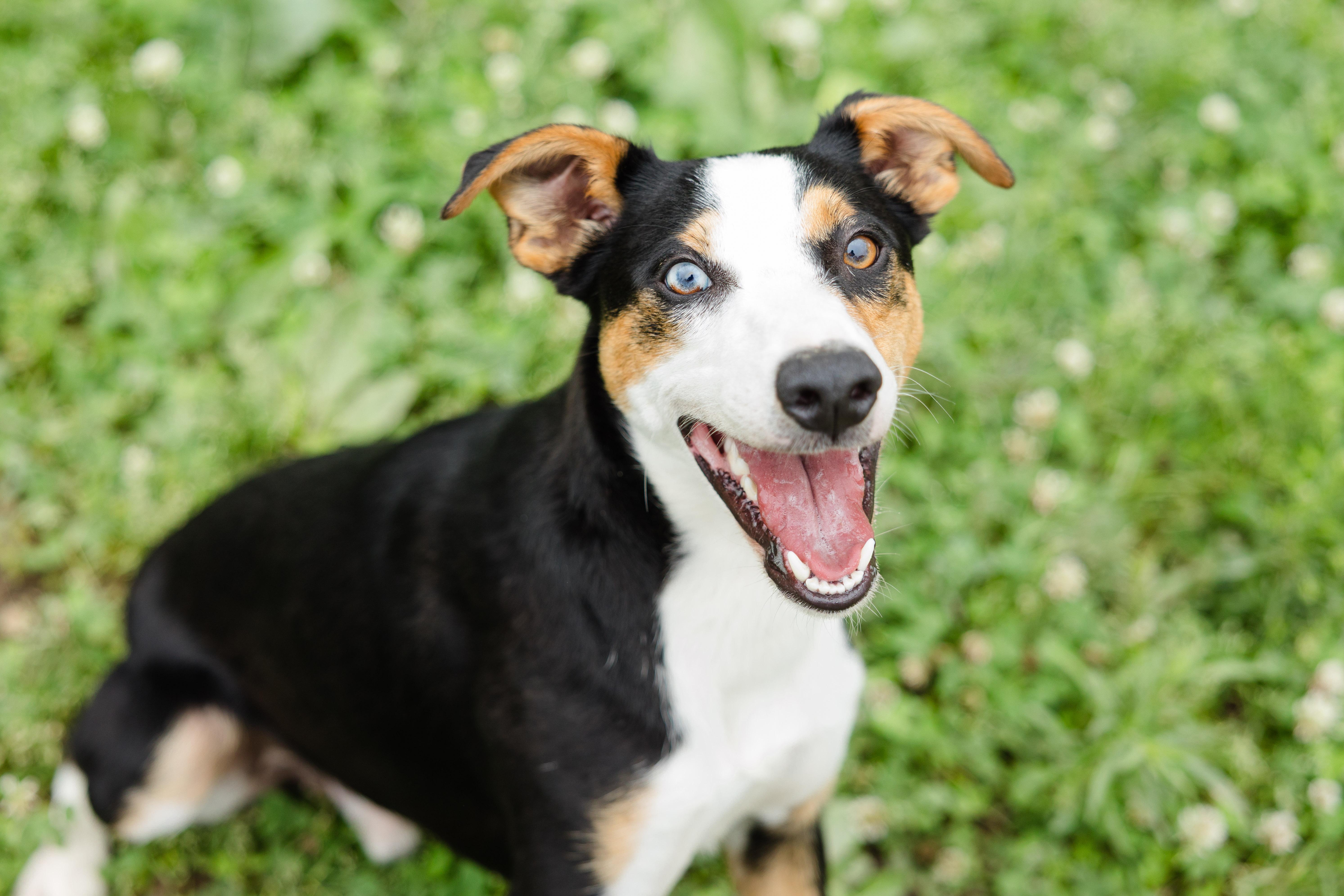 Chewy, adopted, Adult Male Australian Cattle Dog / Blue Heeler.