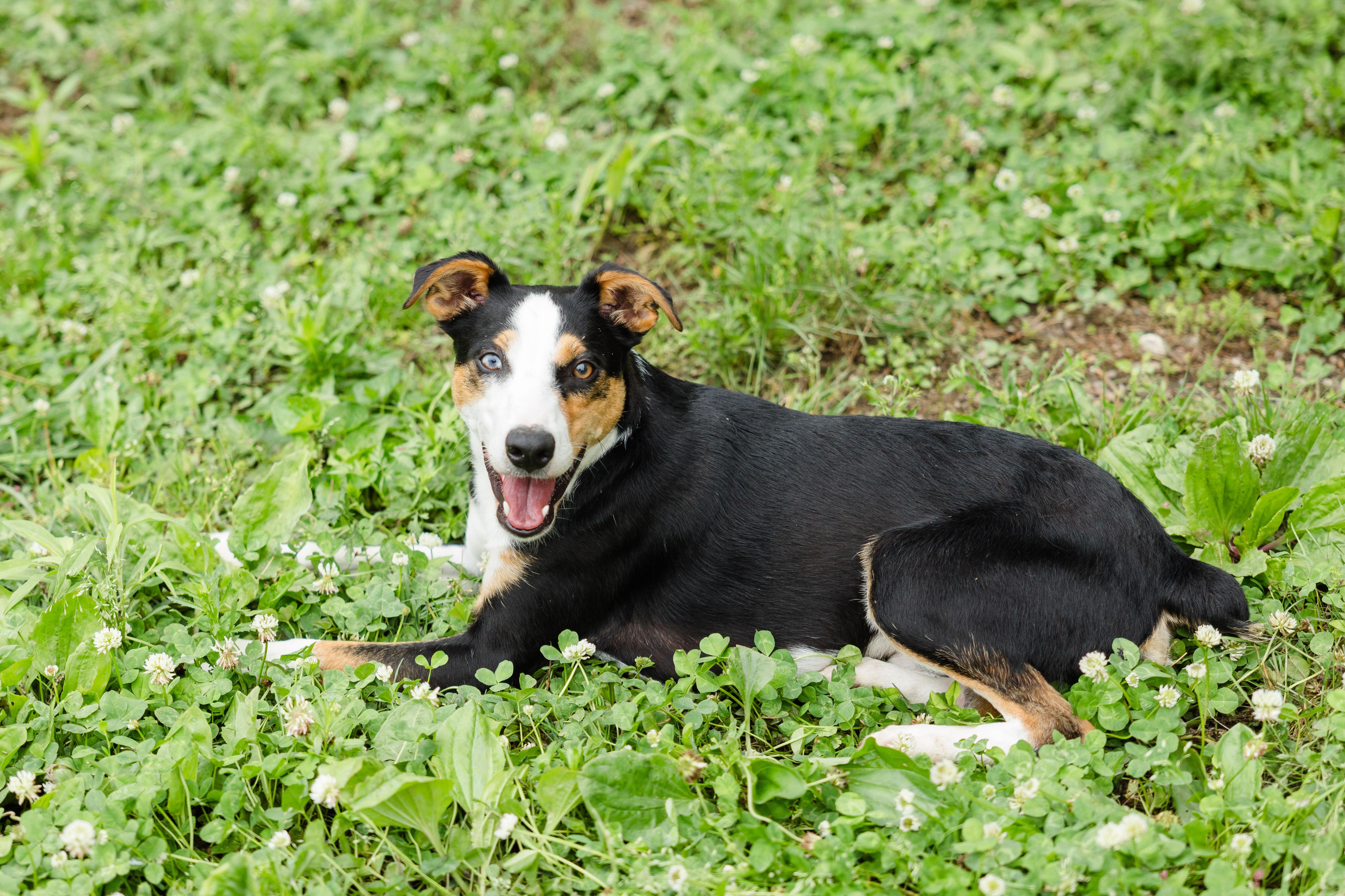 Chewy, an adopted mixed breed in Newburgh, IN image 3/3