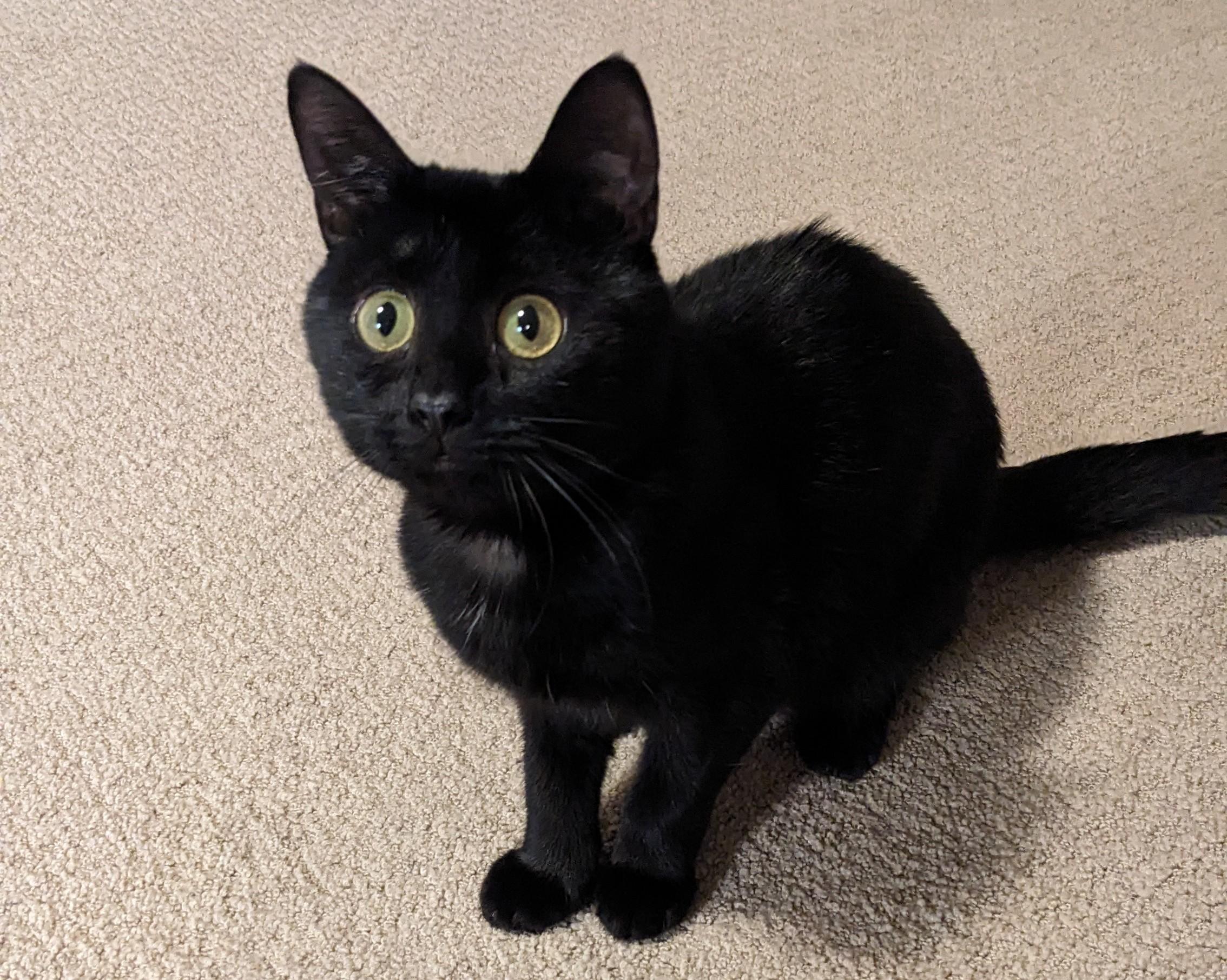 Enlarge Bubbles 2, a Adoptable Domestic Short Hair in BURNABY, BC image 1/1