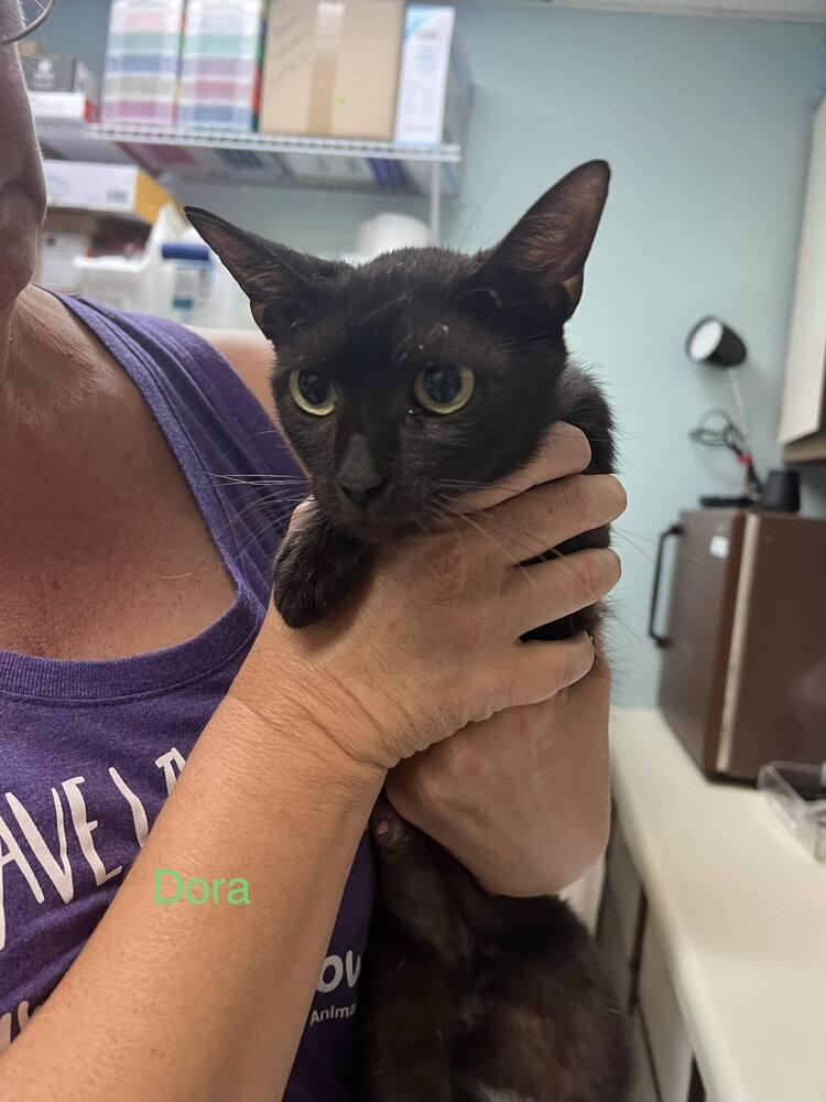 Dora Mama, Adoptable, Young Female Domestic Short Hair & Domestic Short Hair.