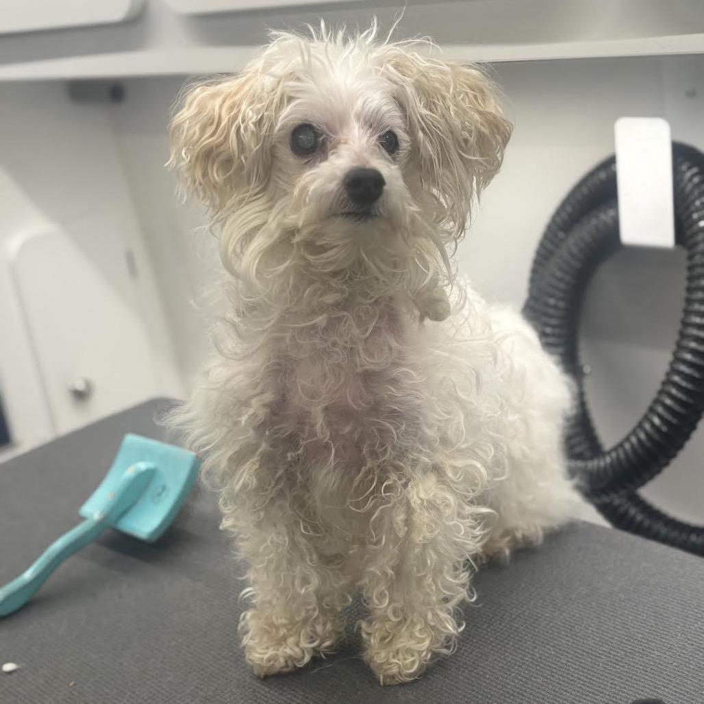 Enlarge Minty, a Adoptable mixed breed in Northbrook, IL image 1/6