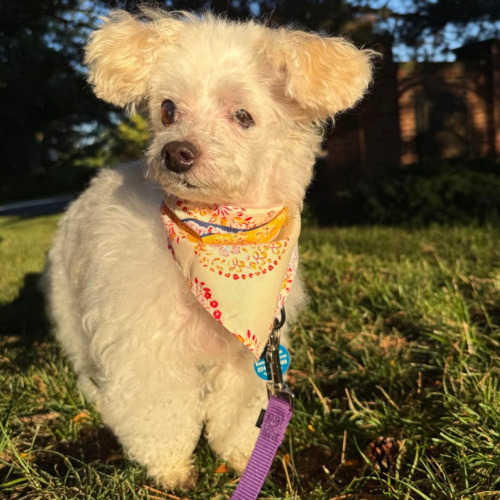 Enlarge Minty, a Adoptable mixed breed in Northbrook, IL image 2/6
