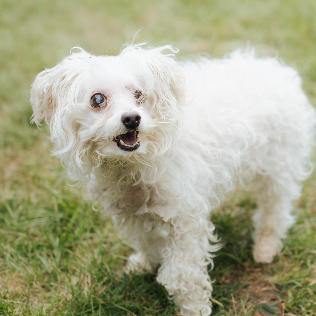 Enlarge Minty, a Adoptable mixed breed in Northbrook, IL image 3/6