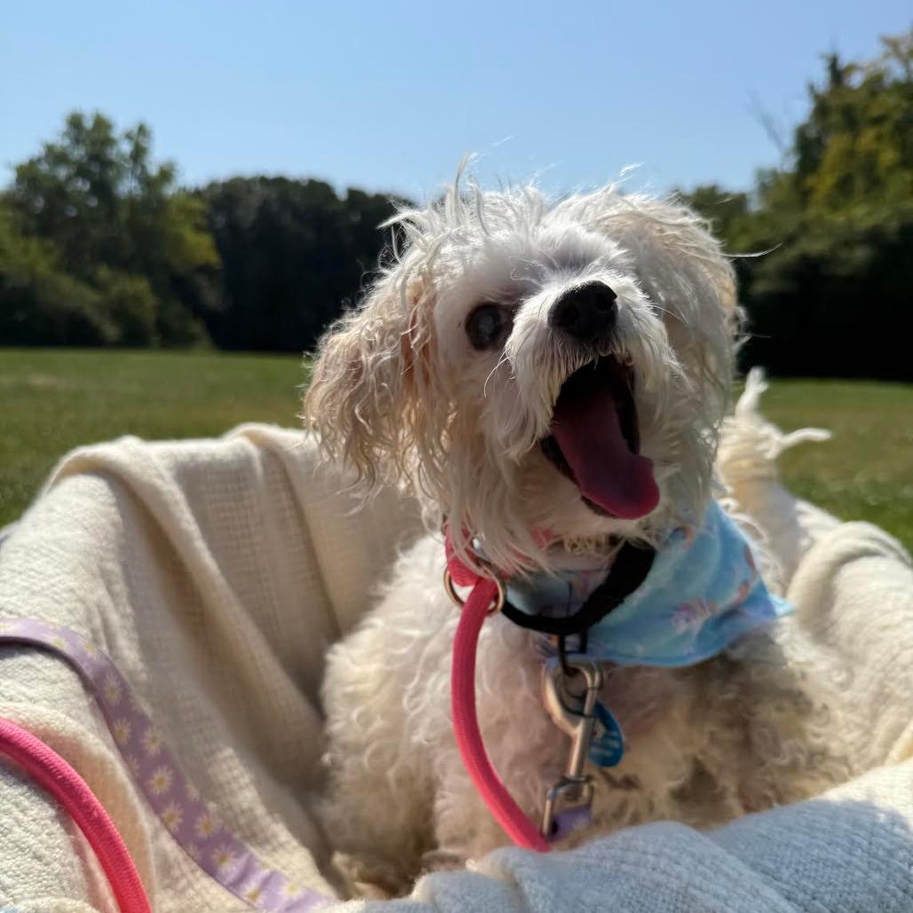 Enlarge Minty, a Adoptable mixed breed in Northbrook, IL image 4/6