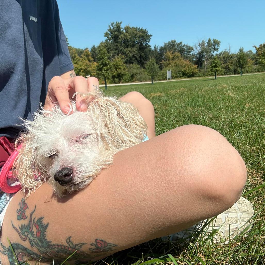 Enlarge Minty, a Adoptable mixed breed in Northbrook, IL image 5/6