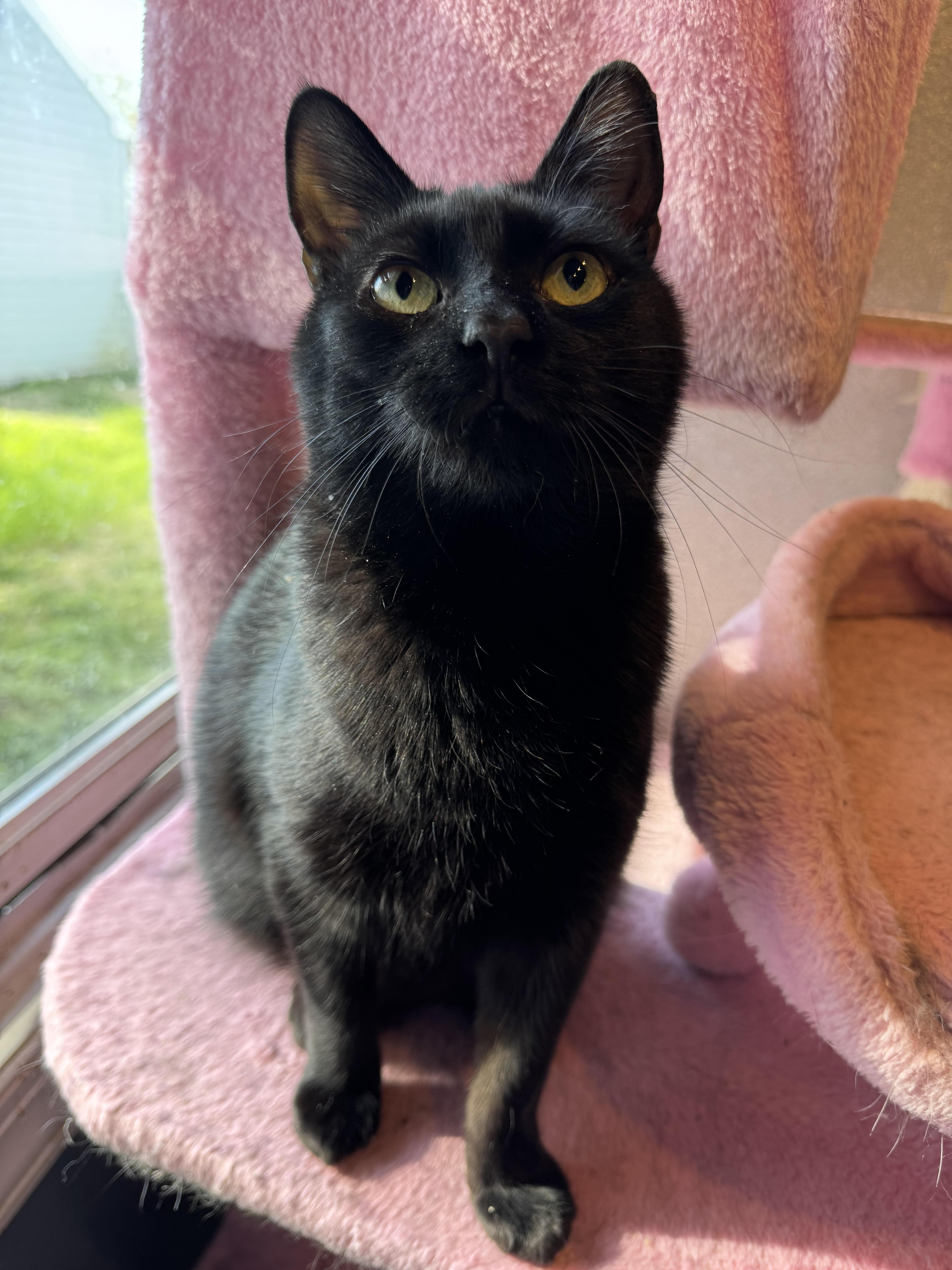Heleana, Young Female Domestic Short Hair