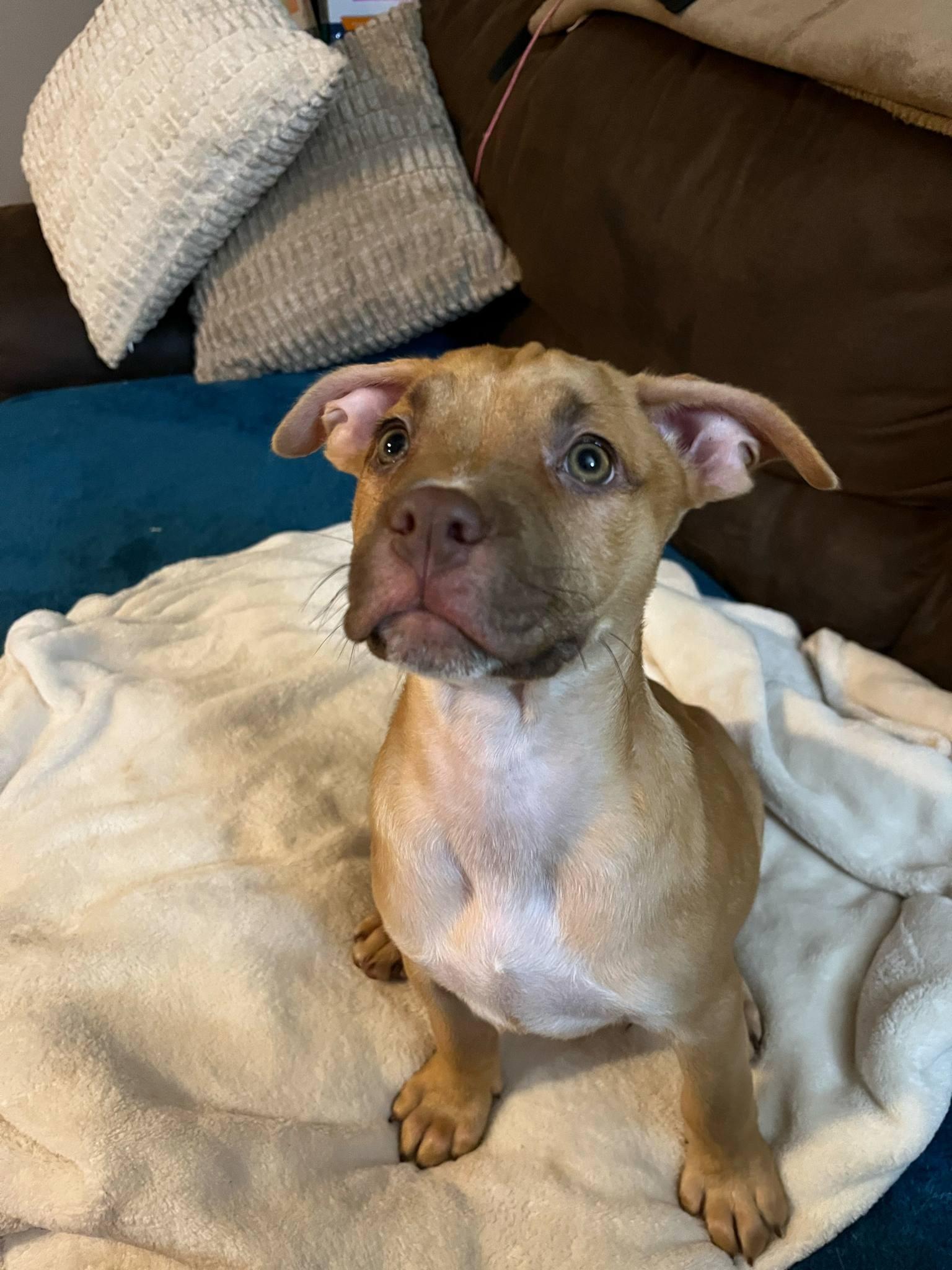 Monkey, Adopted, Young Female Labrador Retriever.