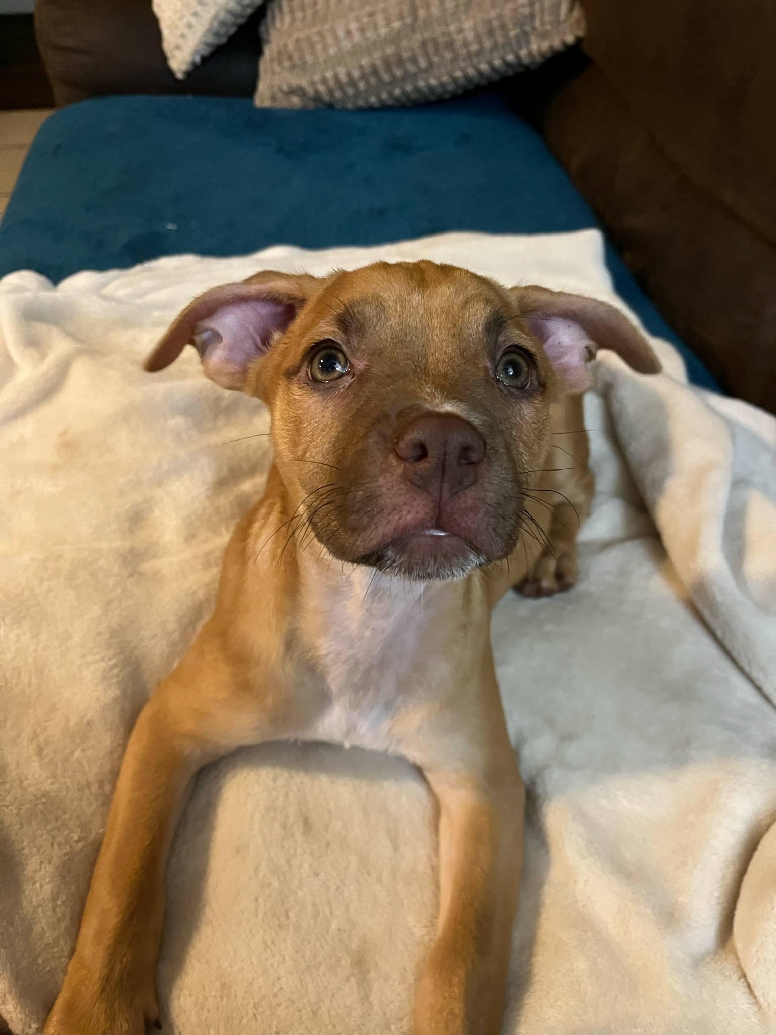 Enlarge Monkey, a Adopted mixed breed in Colleyville, TX image 2/2