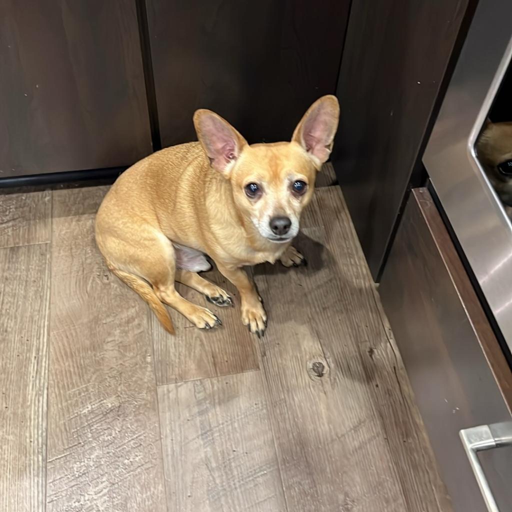 Miles, Adoptable, Adult Male Chihuahua.
