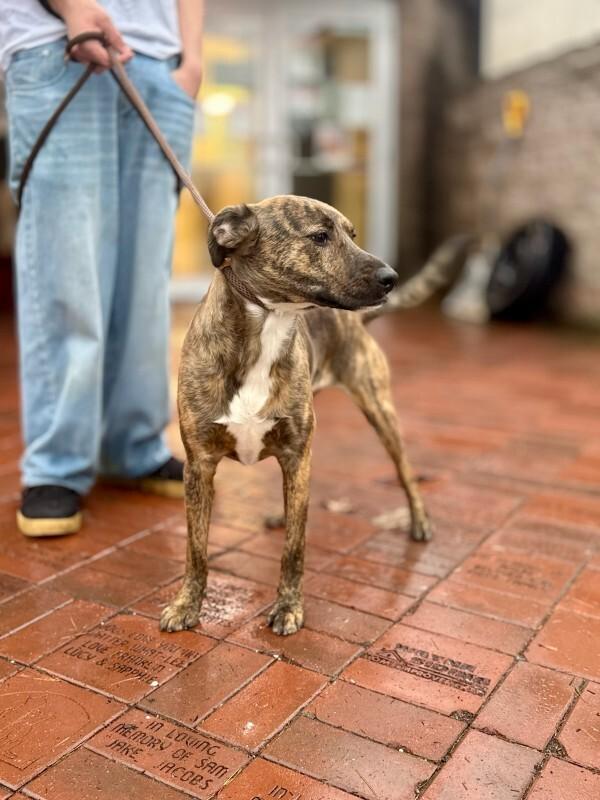 Enlarge Rosie, a Adoptable mixed breed in Wooster, OH image 1/3