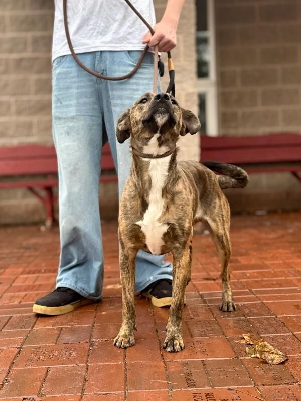 Enlarge Rosie, a Adoptable mixed breed in Wooster, OH image 2/3