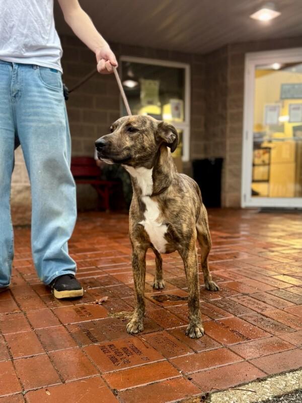 Enlarge Rosie, a Adoptable mixed breed in Wooster, OH image 3/3
