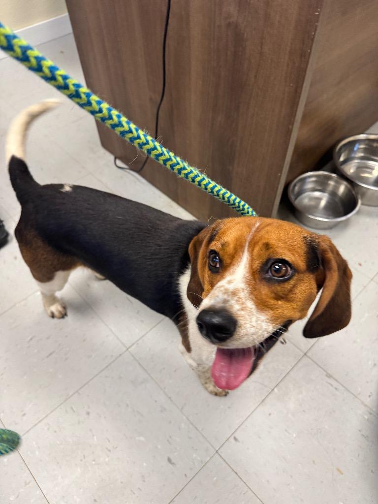 Peanut, Adopted, Young Male Beagle.