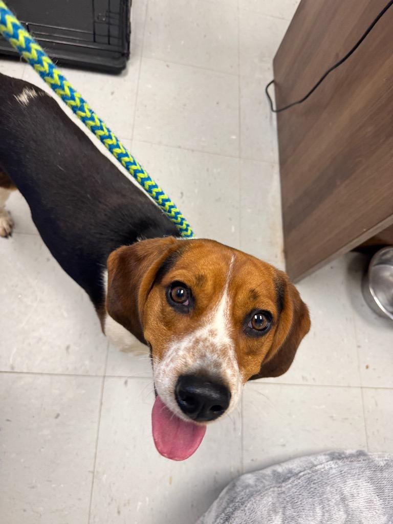 Enlarge Peanut, a Adopted Beagle in Liverpool, NY image 2/3