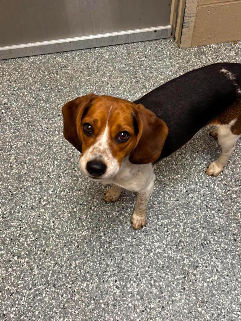 Enlarge Peanut, a Adopted Beagle in Liverpool, NY image 3/3