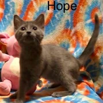 Enlarge Hope, a Adoptable mixed breed in Livonia, MI image 1/6