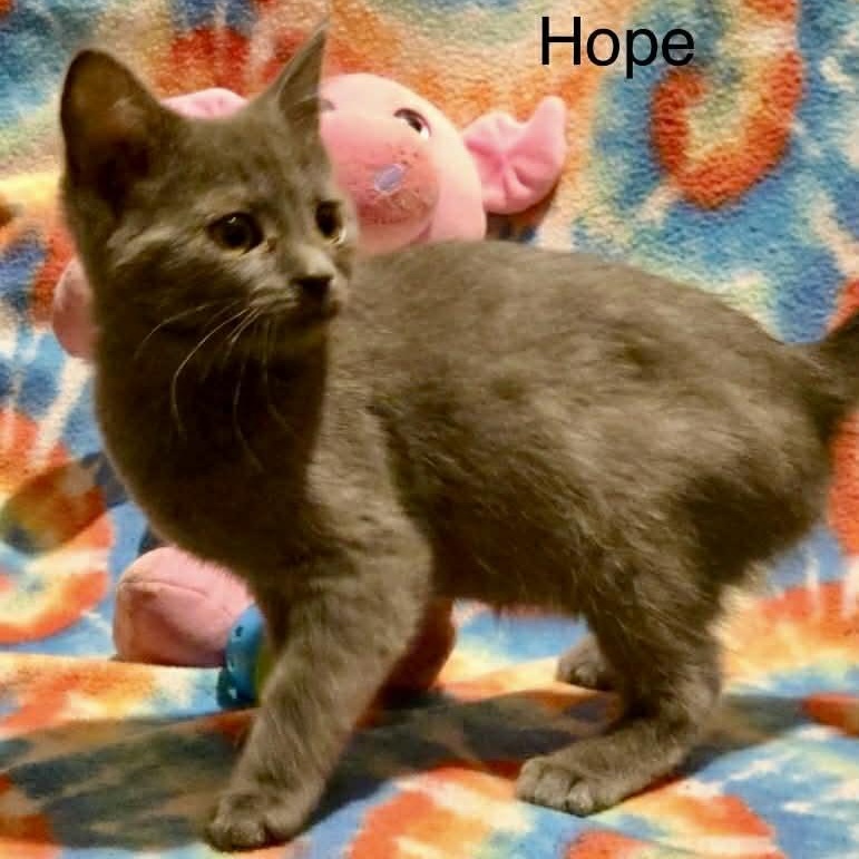 Enlarge Hope, a Adoptable mixed breed in Livonia, MI image 3/6