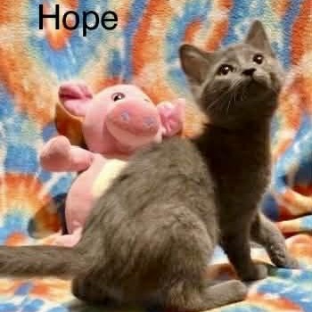 Enlarge Hope, a Adoptable mixed breed in Livonia, MI image 4/6